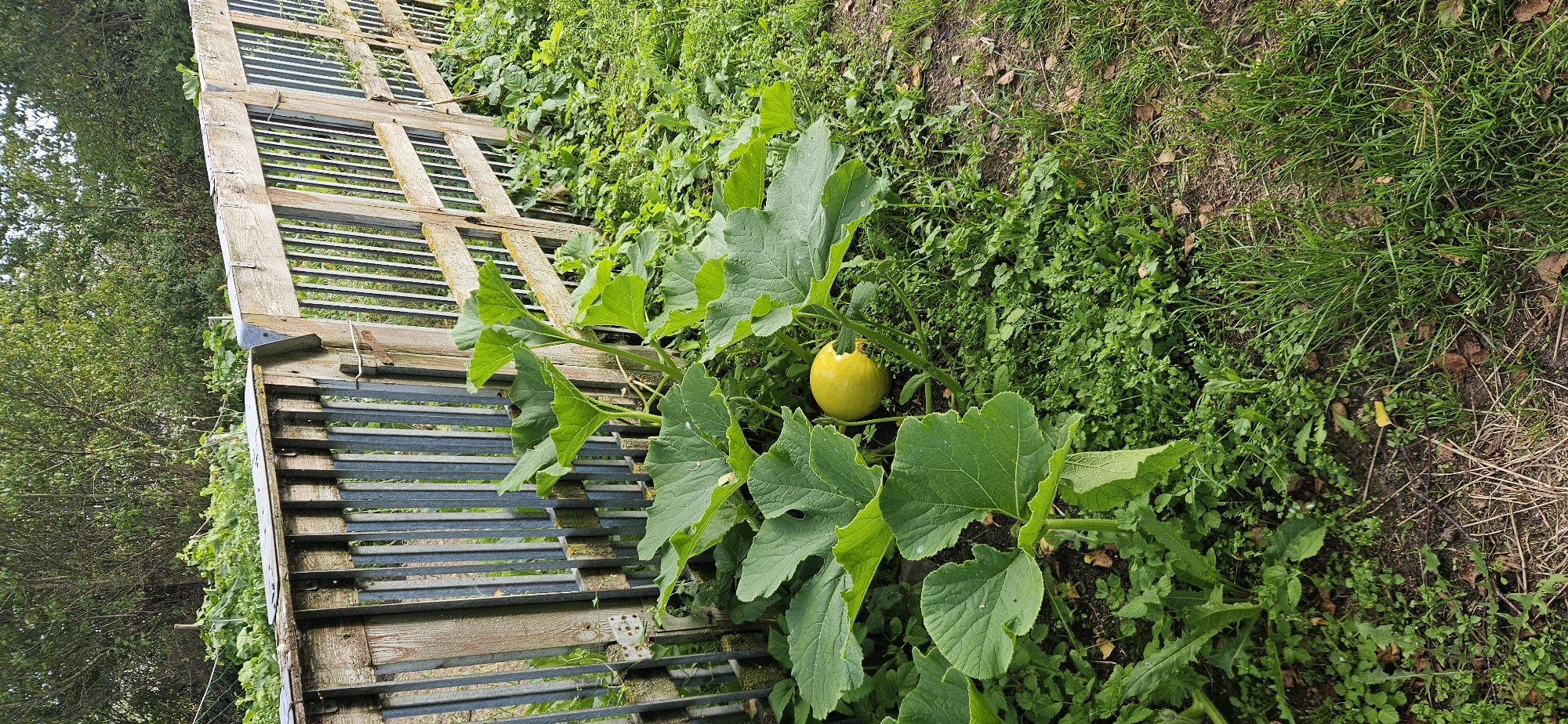 An outdoor, medium shot captures a ripe yellow squash, likely a variety of pumpkin or gourd, nestled amongst large green leaves and a dense ground cover of smaller green plants. The squash is positioned to the right of center, partially obscured by its own foliage. Behind the squash and its plant is a weathered wooden gate with vertical metal slats. The gate extends diagonally from the left foreground towards the right background, suggesting a boundary. Beyond the gate, a thick line of green trees and foliage forms the backdrop, indicating a natural or garden setting. The ground in the foreground and to the right is a mix of soil, dry grass, and fallen leaves, indicating an autumnal scene. The lighting suggests it is daytime, with soft shadows. There are no people or animals visible in the image. The scene is located in the vicinity of Mazalava, Mazalava Rural Council, Belarus, as indicated by the surrounding vegetation and common rural fence and gate structures found in such regions.