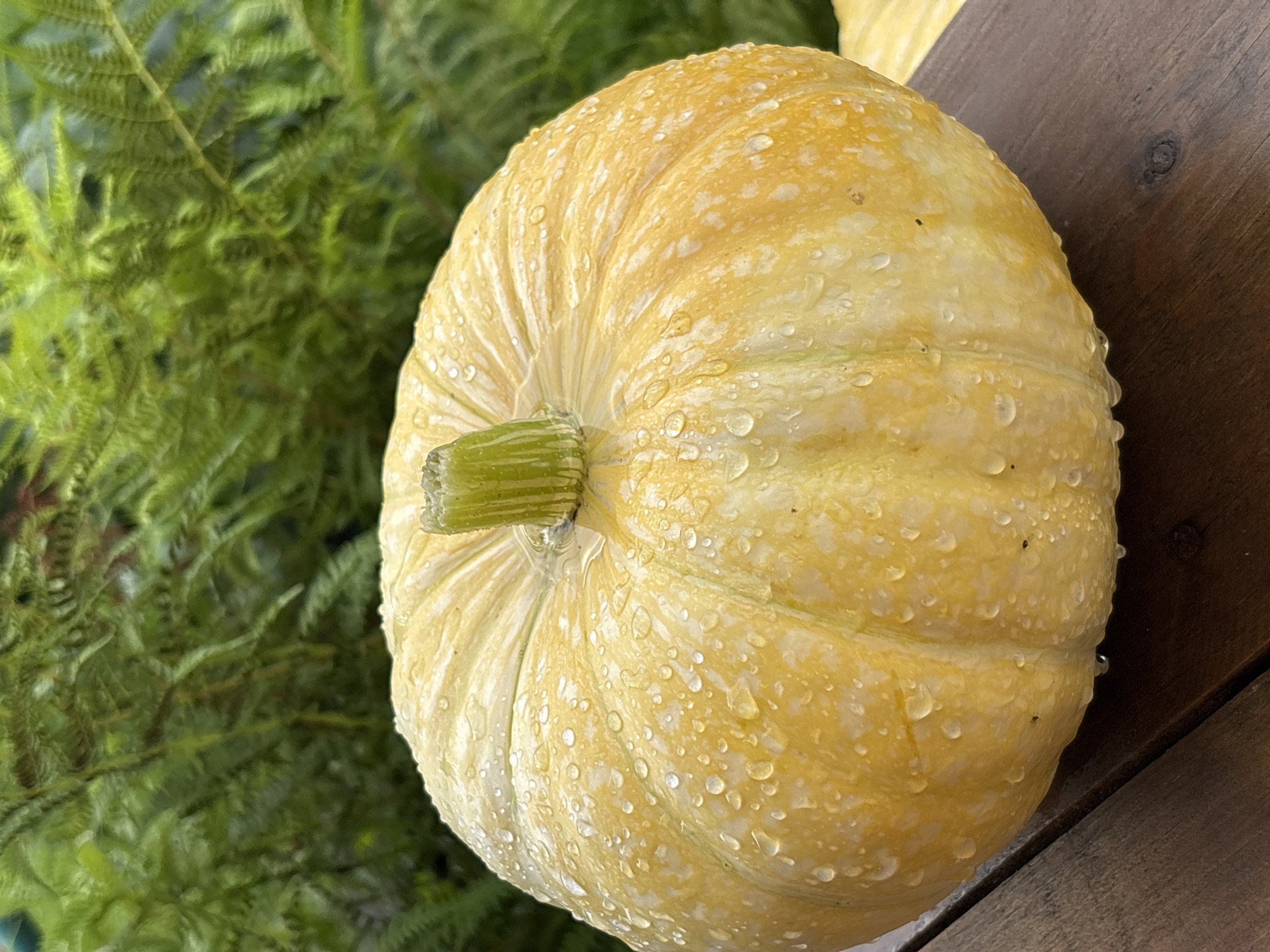 A pale yellow squash with water droplets is centered on a dark brown wooden surface. The squash is round and ribbed, with a green stem protruding from the top. Behind the squash, out-of-focus green foliage, possibly ferns, creates a natural background. The lighting suggests an outdoor, natural setting, with water droplets on the squash indicating recent rain or mist. The image does not contain any people or specific urban elements that would indicate a location within the city of Korotovo, Russia.