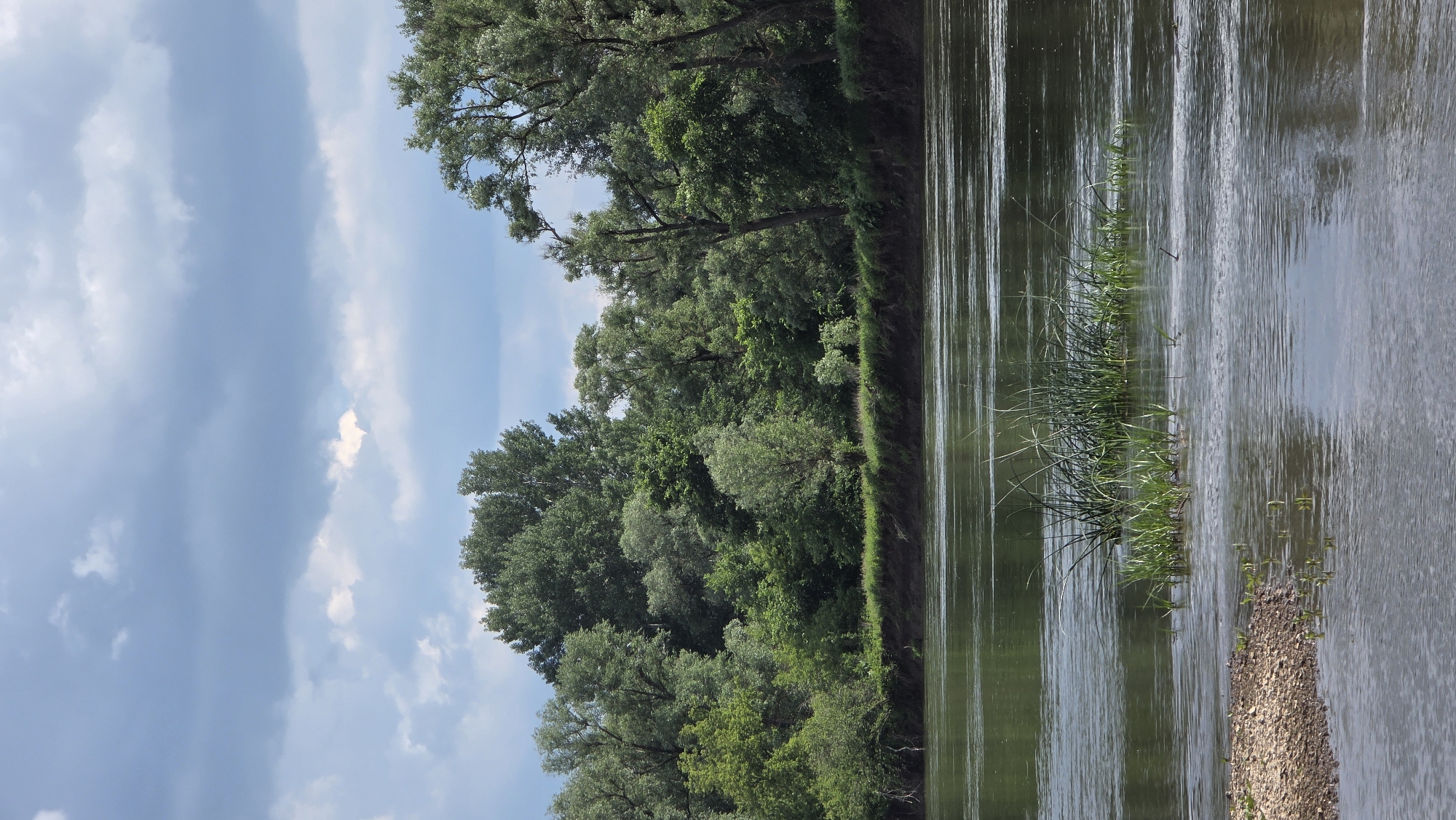 A vertical, medium shot captures a serene river scene in Daryino, Russia. The river occupies the lower half of the frame, its surface reflecting the overcast sky and surrounding lush greenery. A small, sandy bank with sparse vegetation is visible on the left, partially submerged in the water. In the middle of the river, clusters of tall reeds and aquatic plants create a natural island. The far bank is densely lined with a variety of trees, their foliage a vibrant mix of greens, forming a natural wall against the sky. The sky above is a mix of grey clouds and patches of light blue, suggesting an overcast but not entirely gloomy day. No people or specific structures are visible, emphasizing the natural, untouched landscape.