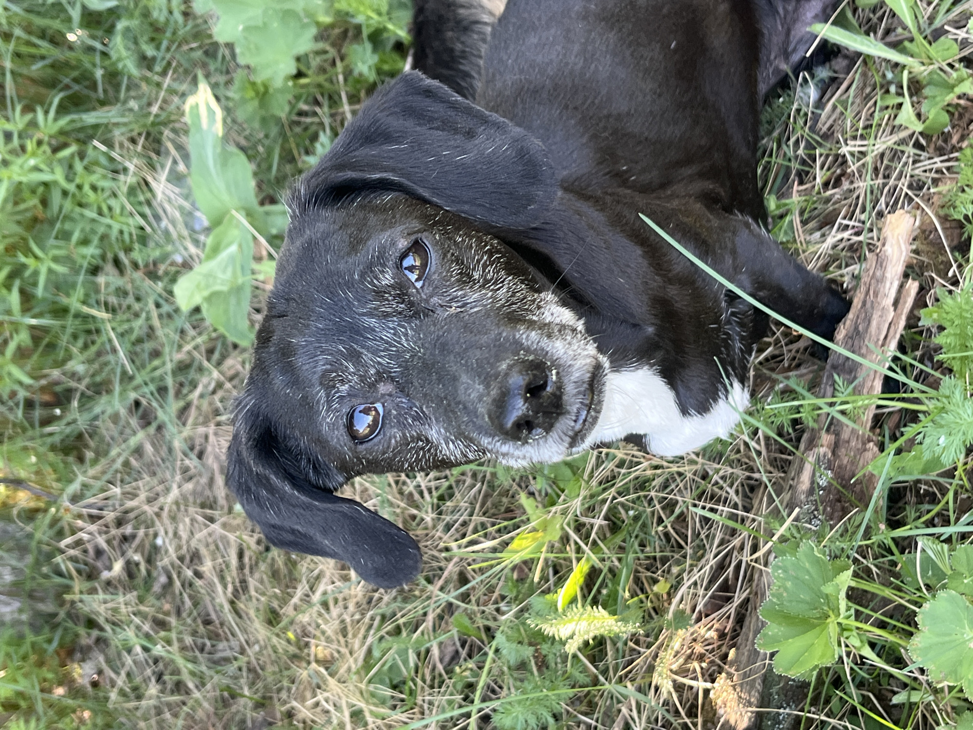 A black and white dog is lying on the grass in a garden-like environment. The dog has a white patch on its chest and a graying face. The background consists of grass, weeds, and a piece of wood. The location is not evident from the image.