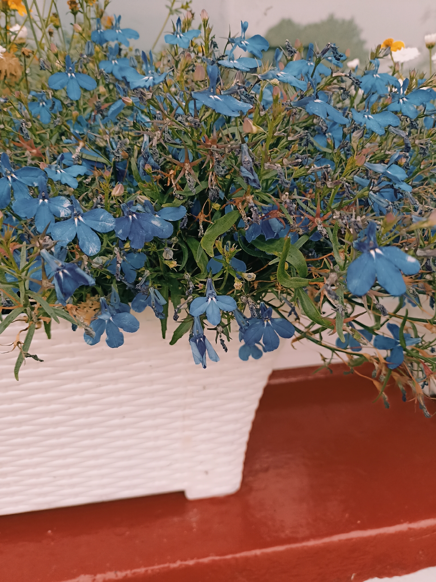 A close-up, eye-level shot captures a planter filled with delicate blue lobelia flowers. The planter itself is white with a textured, woven design, and it rests on a reddish-brown surface. The flowers are clustered densely, with some appearing wilted and brown amidst the vibrant blue petals. The background is softly blurred, suggesting an outdoor setting, possibly a garden or patio. No people are visible in the scene. The overall impression is one of a well-loved, but slightly weathered, display of flowers. The image does not contain any discernible information about its location within Annagry, Ireland, or any specific actions or interactions.