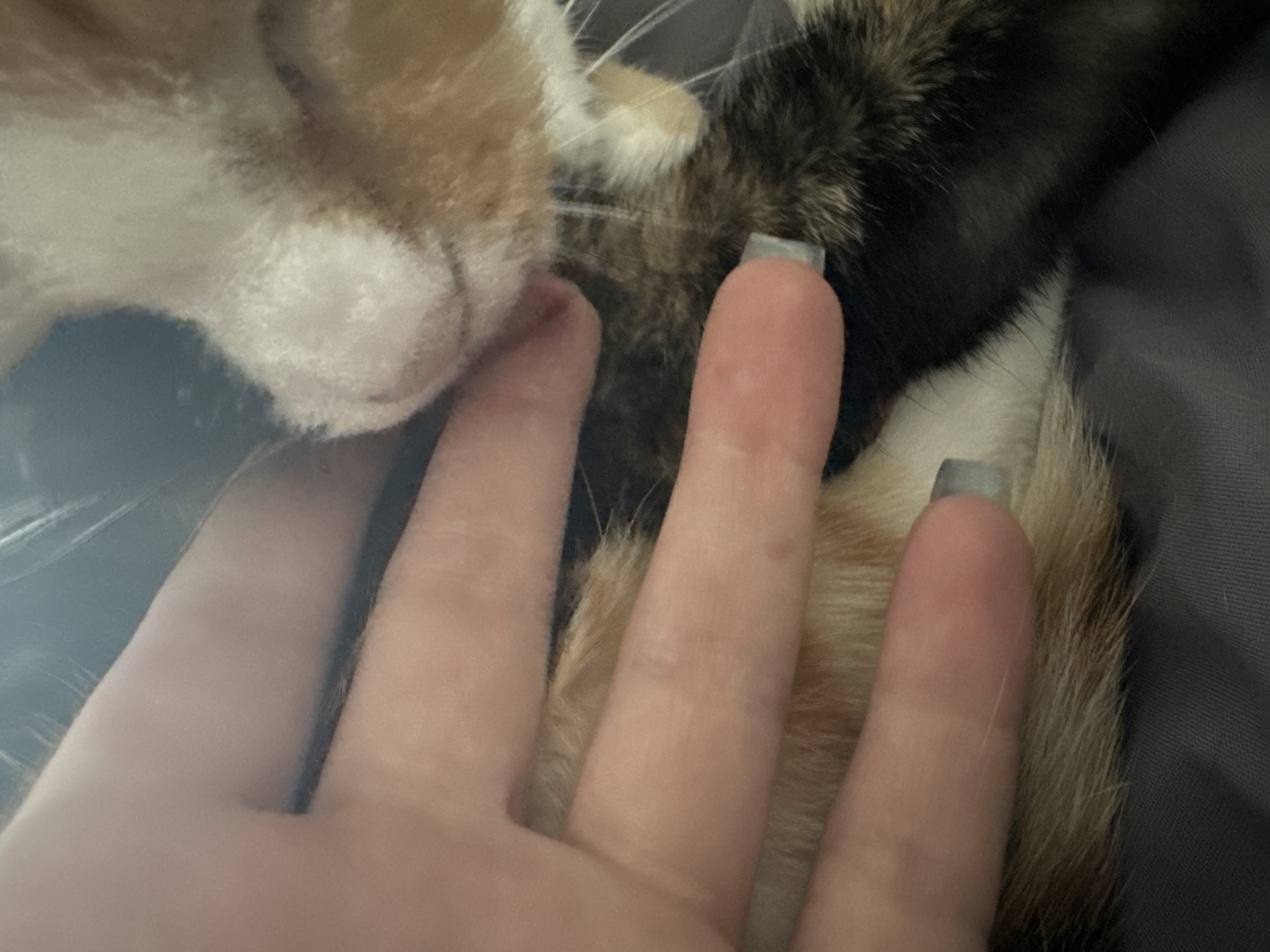 A close-up shot shows a person's hand with light skin and short, unpainted nails resting on a calico cat. The cat has a mix of orange, white, and black fur. The person's index finger touches the cat's nose. The background is a dark gray, possibly a blanket or bedding.