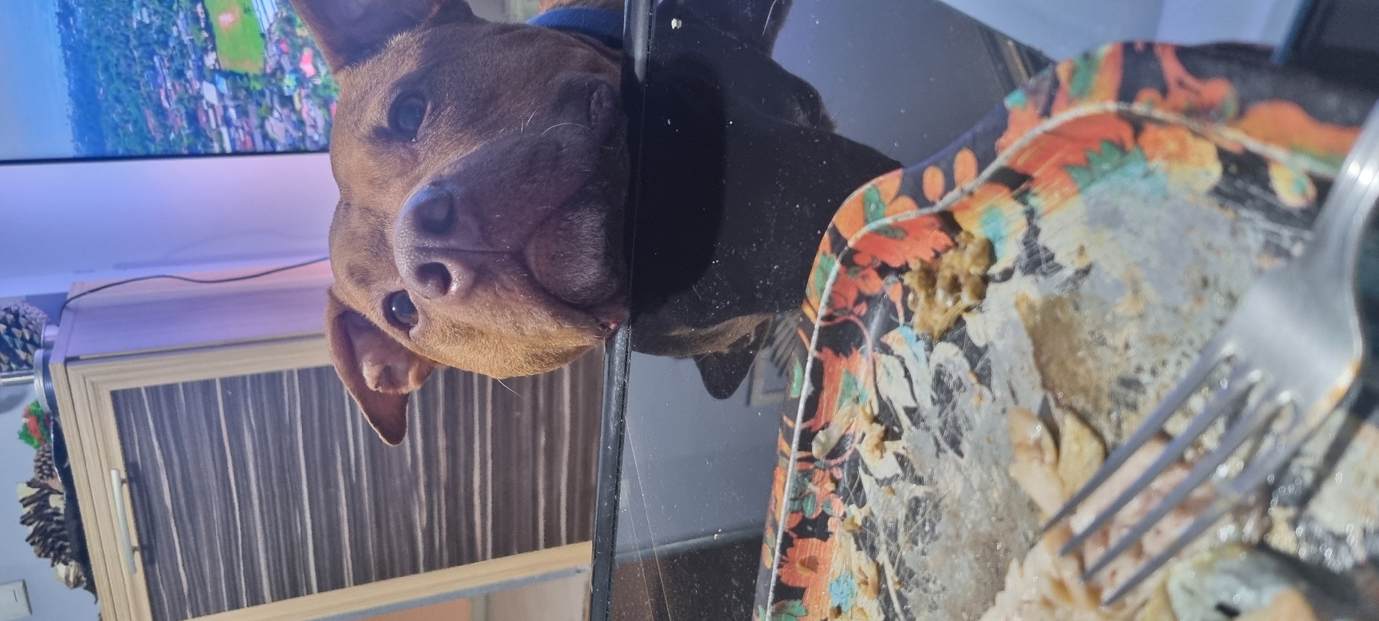 A close-up shot shows a brown dog with a blue collar curiously peering over the edge of a glossy black table. To the right, a half-eaten meal sits on a patterned paper plate, with a fork resting on top. In the background, a television screen displays an outdoor scene, and a wooden cabinet is visible, adorned with pine cones. The location is Unknown, Unknown.