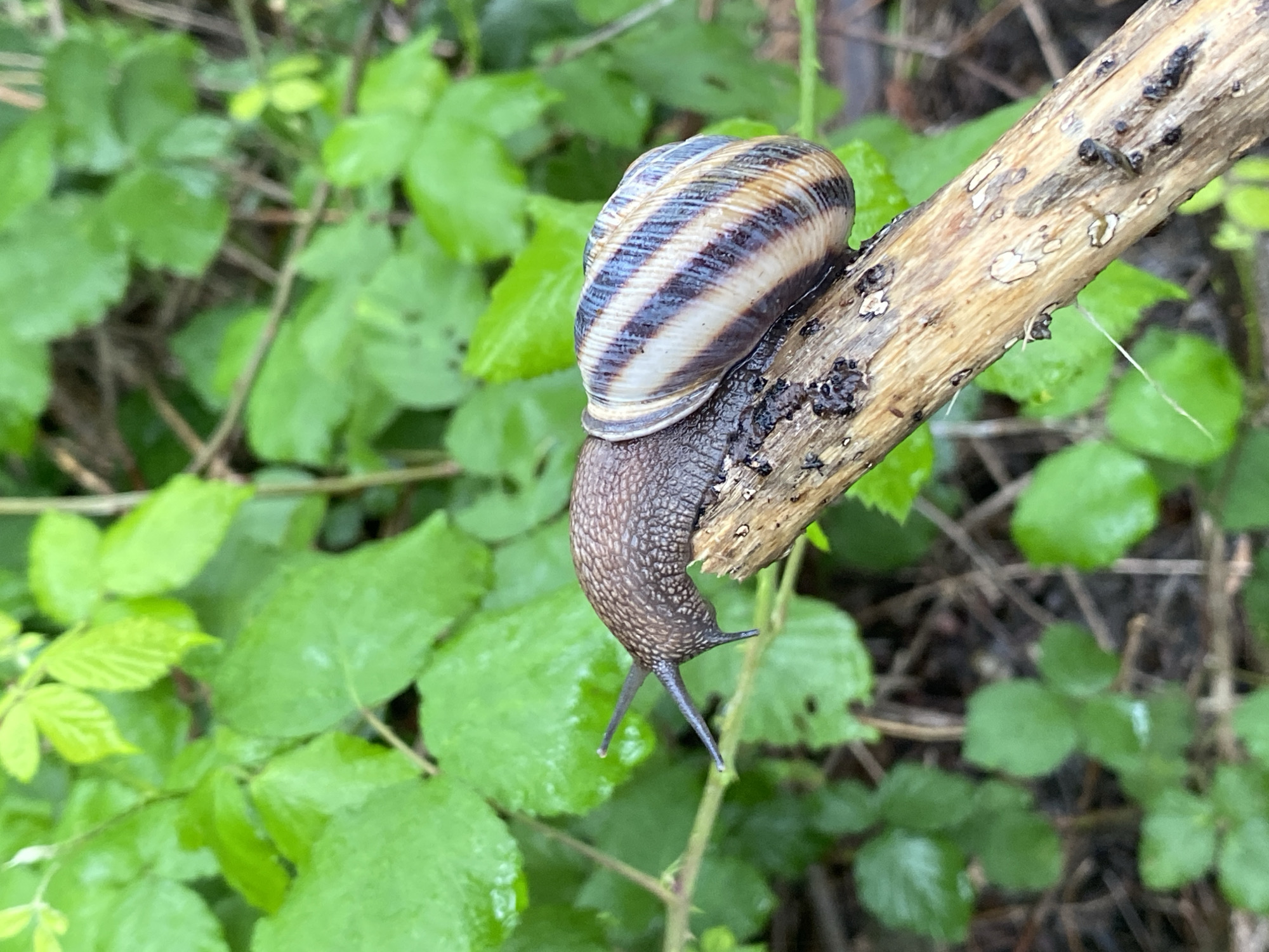 A snail is shown crawling on a small branch in a natural environment. The snail has a striped shell with shades of brown, white, and blue. It is moving along the branch, its body extending downwards. The branch is light brown in color with some dark spots on it. The background is filled with green leaves, suggesting the scene is set in a garden or forest. The location of the city of Sochi, Russia cannot be confirmed.