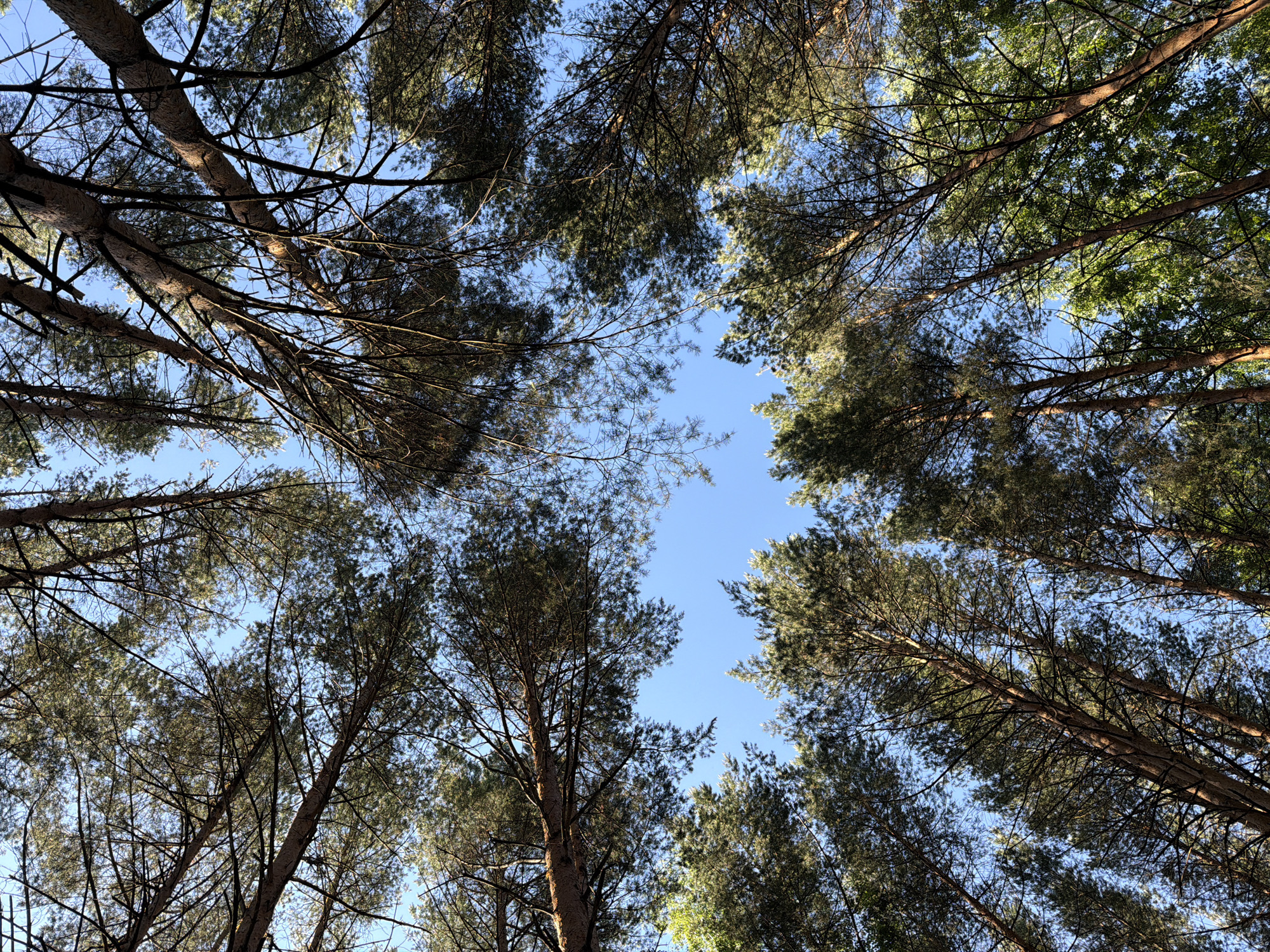 This is a low-angle shot looking up through the canopy of tall pine trees towards a clear blue sky. The trees are densely packed, with their branches and needles creating a complex pattern against the sky. The lighting suggests it is daytime, with sunlight filtering through the foliage, casting some shadows and highlighting the texture of the bark. The overall impression is one of being immersed in a forest. There are no people, animals, or man-made objects visible in the frame. The image appears to be taken in a natural setting, likely a forest or park. The specific location in Chaikovsky, Russia is not determinable from the visual information alone, but the scene depicts a typical coniferous forest.