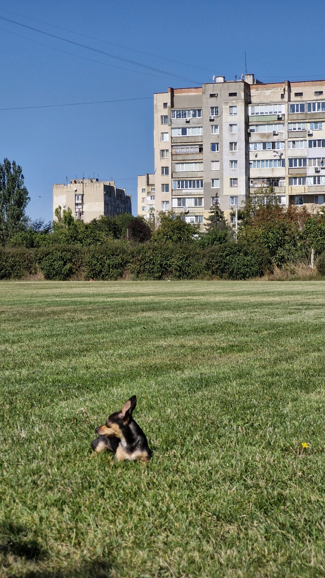 A small, black and tan dog is lying in a patch of green grass in a park or field. The dog is facing to the left of the frame. In the background, there are several tall, grey apartment buildings, and a line of green trees and bushes. The sky is clear and blue. The scene is located in the city of Serhiivka, Ukraine.