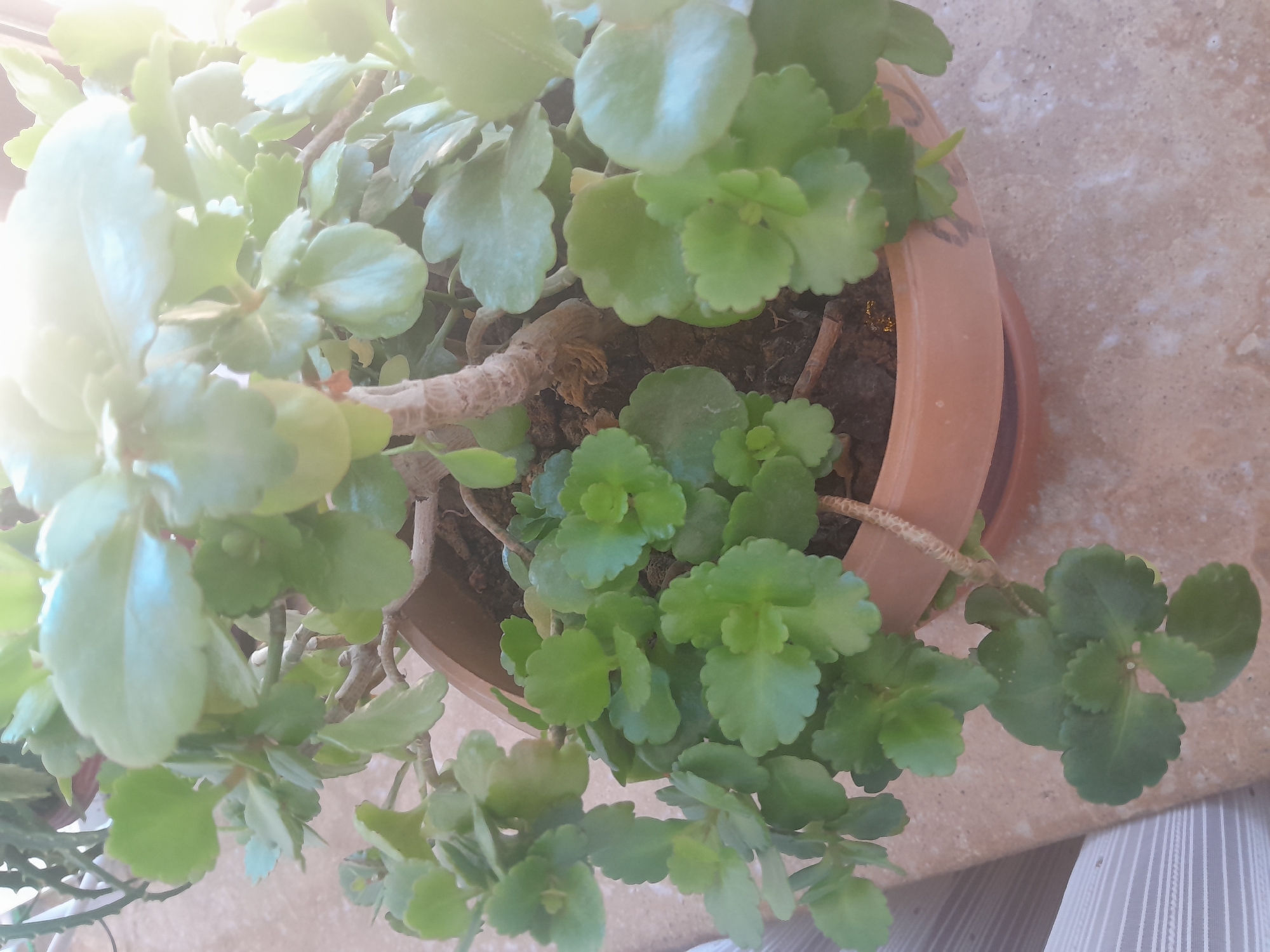 A close-up, slightly overexposed, top-down shot shows a potted Kalanchoe plant. The plant is in a brown plastic pot with a matching saucer, which sits on a textured light brown surface, possibly a windowsill or table. The plant has many green, fleshy leaves with scalloped edges, growing on woody stems. Some leaves are a lighter, shinier green, reflecting the bright light source coming from the upper right. The soil in the pot is dark brown. In the background, out of focus, another plant with thin, spiky leaves is visible. The overall scene is of a well-lit indoor plant.