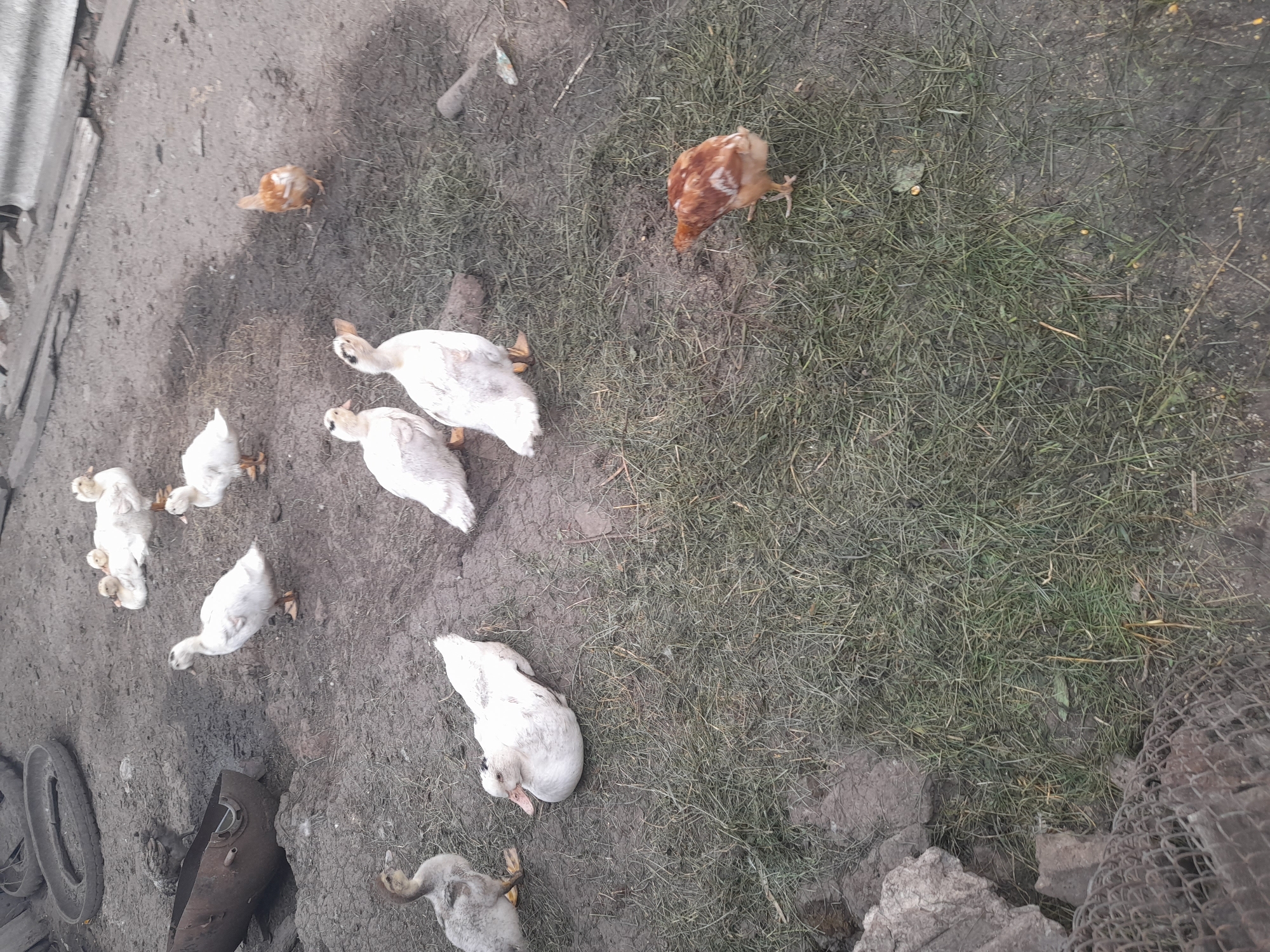 The image depicts a farmyard scene in Kliushnykivka, Ukraine, with several domestic fowl scattered across a muddy and grassy area. The subjects include several white ducks and at least one brown chicken. Some of the ducks appear to be young, while others are larger. The ground is a mixture of bare earth and patches of dry grass, suggesting dry weather. The lighting indicates it is daytime, though the overcast conditions are unclear.
In the foreground, a discarded tire and some metal debris are visible, hinting at a working farm environment. In the background, a corrugated metal structure and a section of wire fencing are present, further defining the rural setting. The fowl are not engaged in any specific activity beyond foraging or resting. There is no visible text in the image. The overall impression is one of a typical, somewhat unkempt, farmyard.