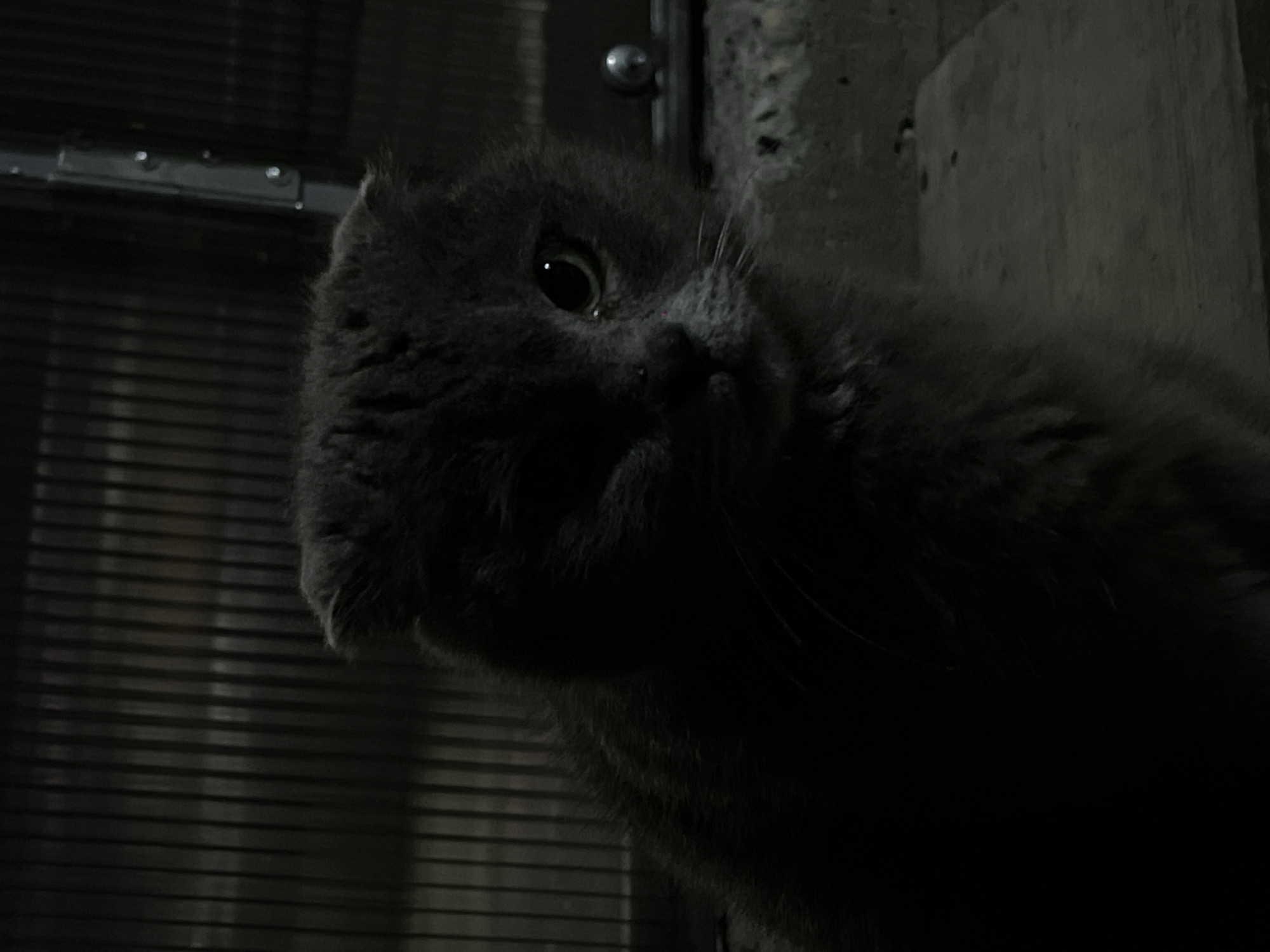 A gray cat is looking downward with one eye visible. The background includes a metal grid-like structure, a concrete surface, and a wooden panel. The location is Novopokrovskaya, Russia.