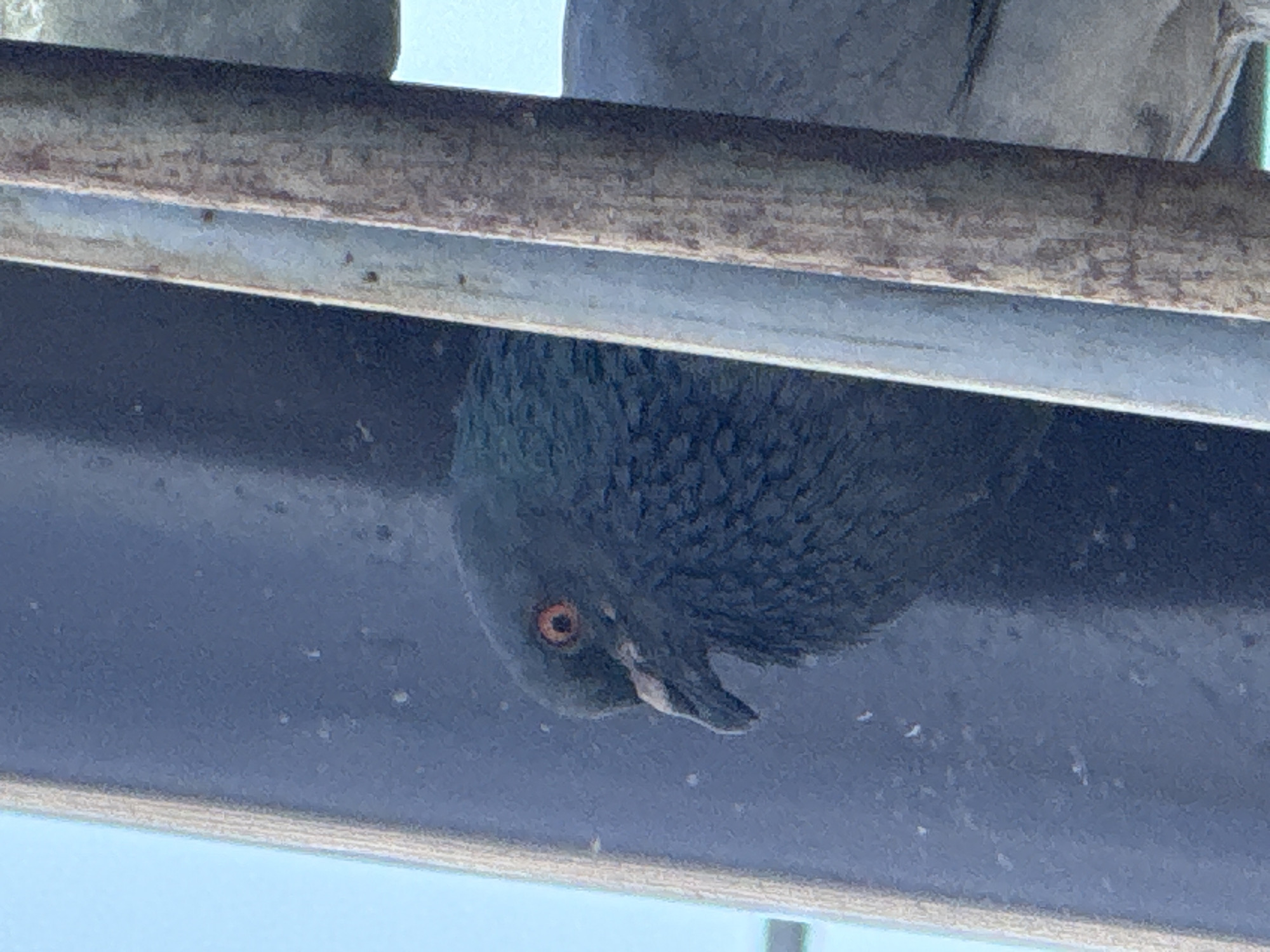 A close-up, eye-level shot focuses on a dark-colored pigeon perched on a narrow ledge. The pigeon is facing left, with its head slightly turned towards the camera. Its eye, with a bright orange iris and dark pupil, is clearly visible. The pigeon's beak is a pale gray color. The background is a mix of dark, textured surfaces and what appears to be blue sky, suggesting an outdoor urban environment. The pigeon is positioned in front of a dark, vertical panel, with two metallic posts, one light gray and one rust-colored, partially obscuring the pigeon and the background. The overall lighting is natural and appears to be daylight. There is no indication of the specific location within Tbilisi, Georgia.