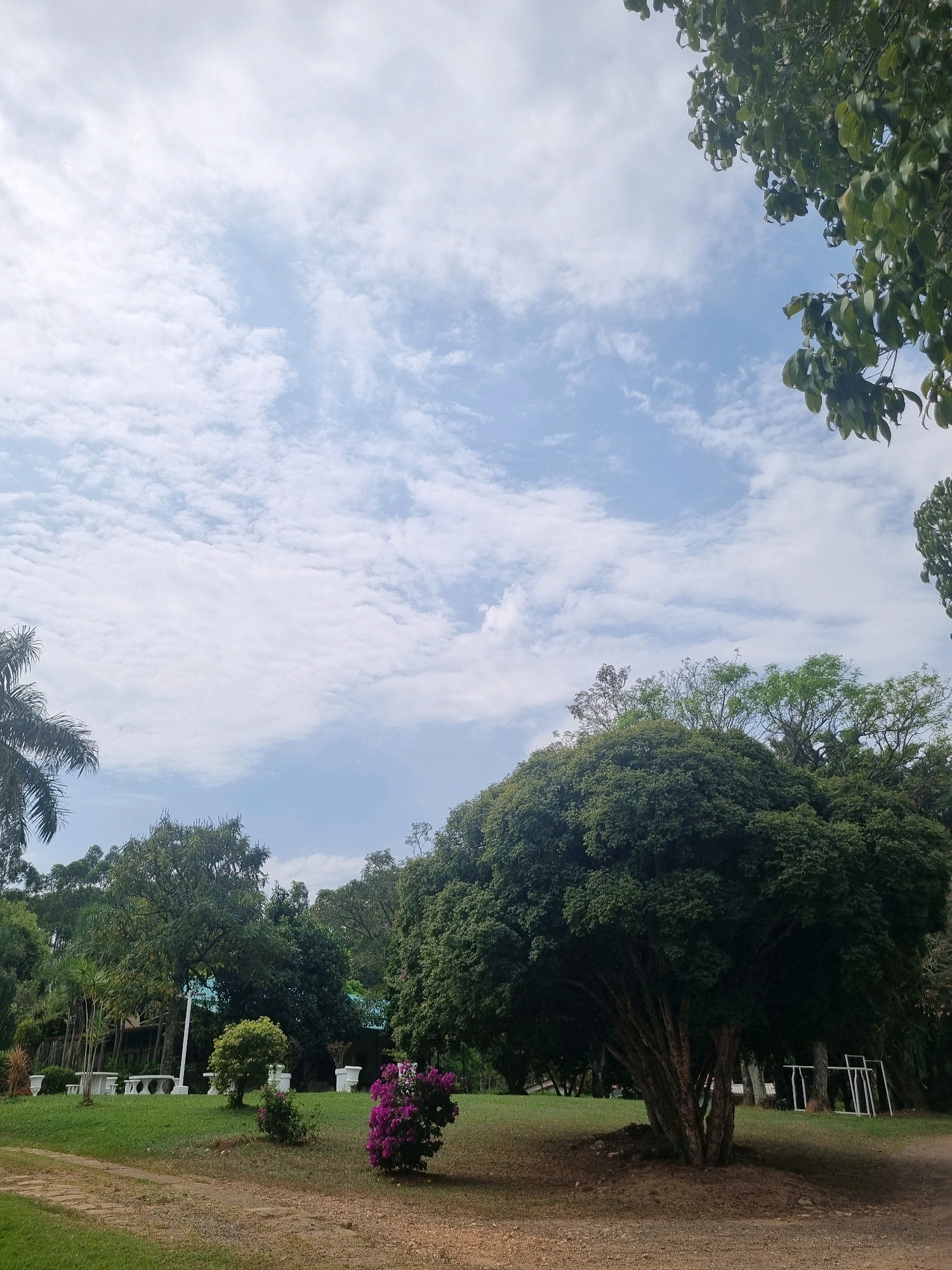 This is a daytime, eye-level, full outdoor shot of a park-like setting with a large, dark green, leafy tree dominating the right foreground. The tree has a thick trunk with multiple visible branches extending outwards. Behind it, to the right, are white, abstract sculptures or playground equipment. The ground in the foreground is a mix of dirt and dry grass.
To the left of the large tree, the scene transitions to a well-maintained lawn with several white stone picnic tables and benches scattered across it. Further back, there are more trees of varying heights and densities, with a hint of a building with a blue roof visible in the background through the foliage. A cluster of bright pink flowers is present in the midground, to the left of the large tree and slightly in front of the picnic area. To the far left, a palm tree's fronds are visible.
The sky above is a pale blue with scattered, wispy white clouds, suggesting a partly cloudy day. The overall impression is one of a peaceful, well-kept outdoor recreational area, potentially within or near Laranjal Paulista, Brazil, given the tropical appearance of the vegetation.