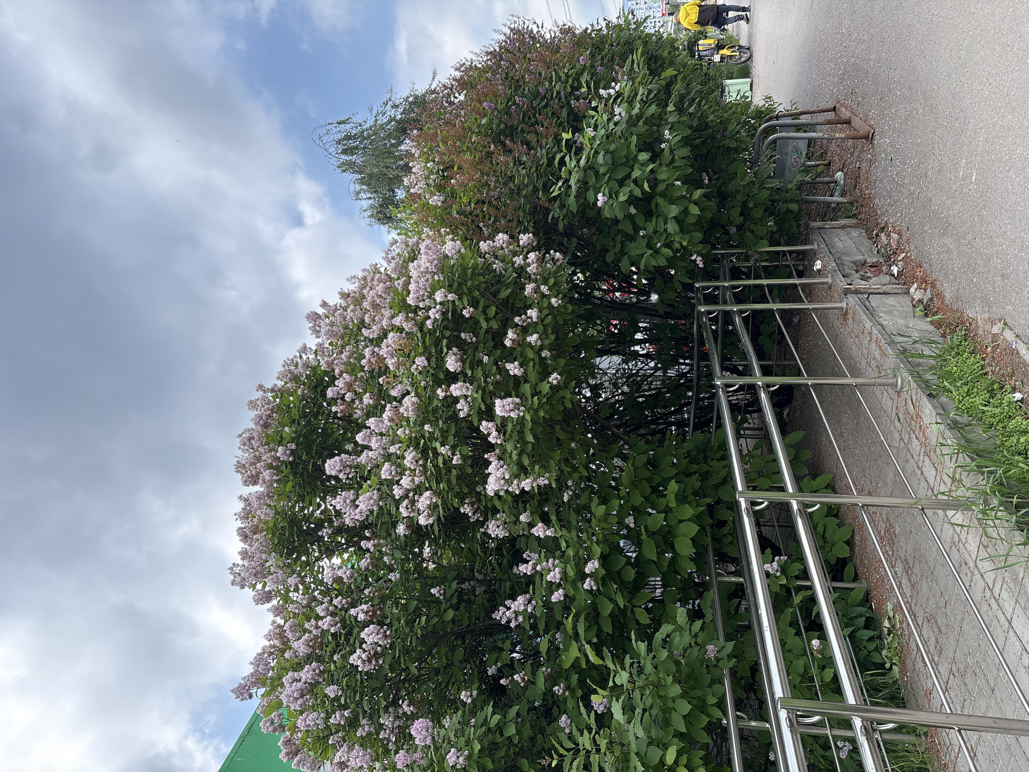A bright, overcast day in Kirpolye, Russia. A sidewalk and ramp are in the foreground, bordered by a stainless steel railing and lush green bushes with clusters of small pink flowers, likely lilacs. Beyond the bushes, a person in a yellow jacket is visible with a yellow bicycle. A building with a green facade is partially visible on the left. The sky is filled with thick, grey clouds, with patches of blue peeking through.