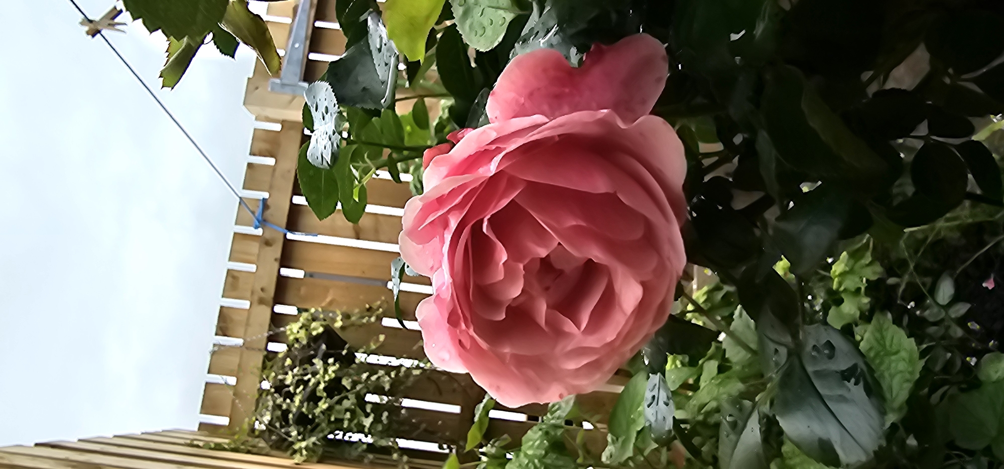A close-up, low-angle shot shows a large, pink rose in full bloom. The rose is positioned in the foreground, with its petals unfurling in soft layers. Water droplets are visible on the rose and its surrounding green leaves, suggesting recent rain or watering.
In the background, a wooden fence with a picket-style top runs horizontally across the mid-section of the image. The fence is made of light-colored timber and appears to be a boundary within a garden. To the left of the fence, a hanging basket filled with trailing green plants is suspended. A clothesline is visible above the fence, with a wooden clothespin attached.
The overall environment appears to be an outdoor garden space in Kilwinning, United Kingdom. The sky above is overcast with grey clouds. The scene is captured in daylight, but the lighting is soft due to the cloudy conditions. No people or animals are present in the image. The focus is on the natural beauty of the rose and the garden setting.