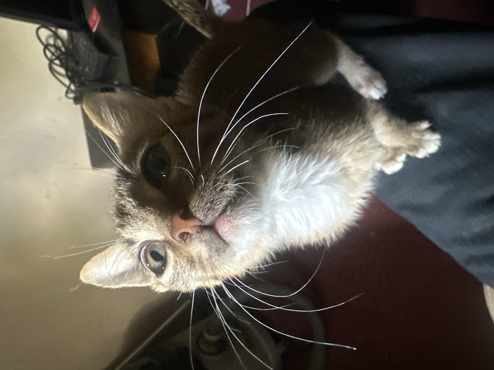A close-up, high-angle shot shows a tabby cat with white markings on its chest and paws looking up. The cat's eyes are wide open, and its mouth is slightly ajar, revealing a pink tongue. Its whiskers are long and white, fanning out from its face. The background is blurred, but hints of a dark surface, possibly a piece of clothing, and a red surface are visible. In the upper right corner, electrical cords and a black electronic device are discernible. The lighting suggests an indoor environment. The image does not contain any discernible elements that would indicate a specific location within Jos, Nigeria.