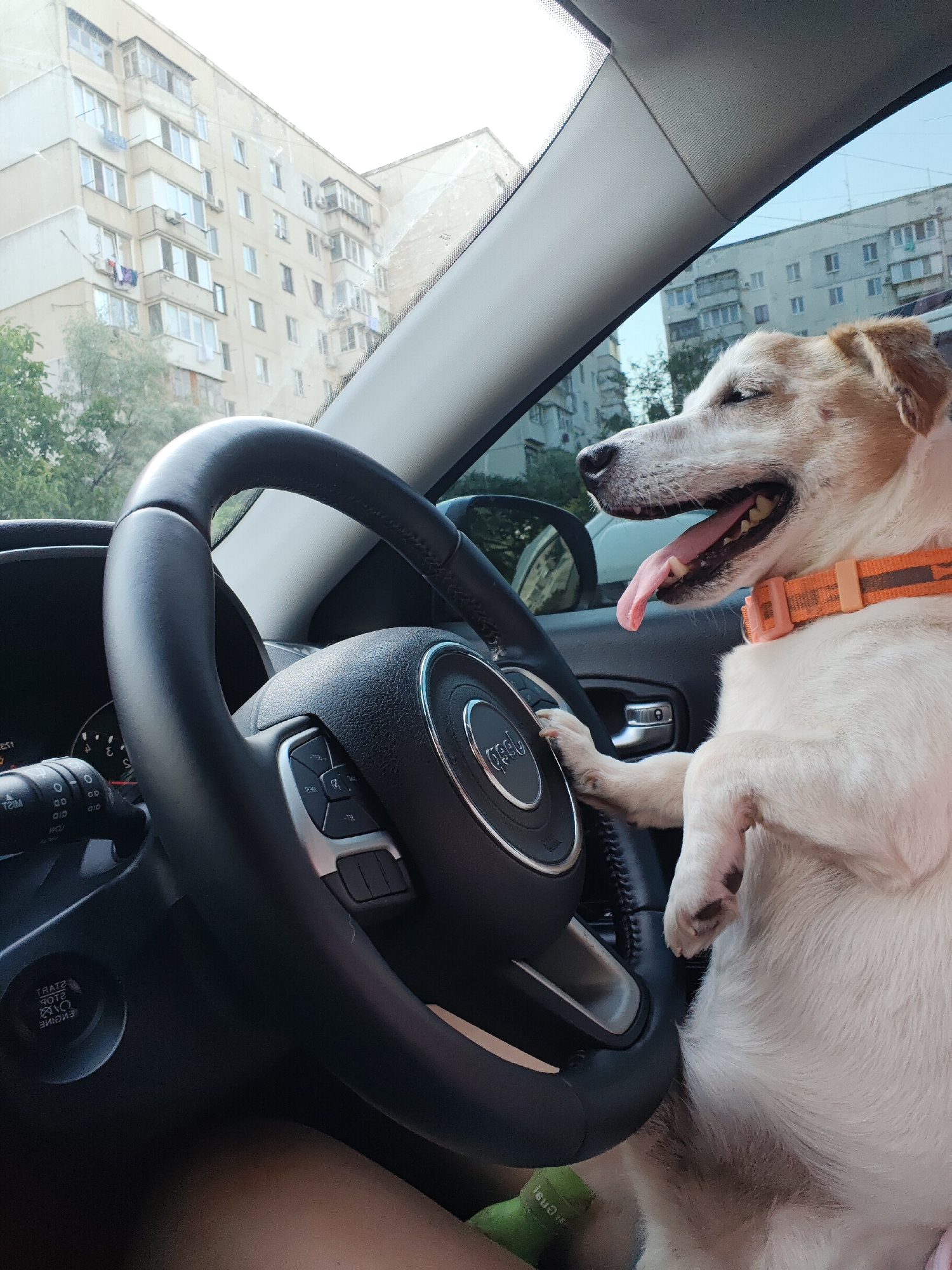 A jack russell terrier sits in the driver's seat of a car, its right paw resting on the steering wheel. The dog is panting with its tongue out and appears happy and excited. It wears an orange collar. The steering wheel is black leather with a silver Jeep logo in the center. Buttons for media control and cruise control are visible on the steering wheel. To the left of the steering wheel, a digital instrument cluster is partially visible, along with a button that reads "ENGINE START/STOP." The interior of the car is visible, including part of the dashboard and door panel. Outside the car, apartment buildings can be seen through the windshield and side window, suggesting an urban setting. Trees are also visible. The sky is bright, indicating it is daytime. The image was taken in Chornomorsk, Ukraine.