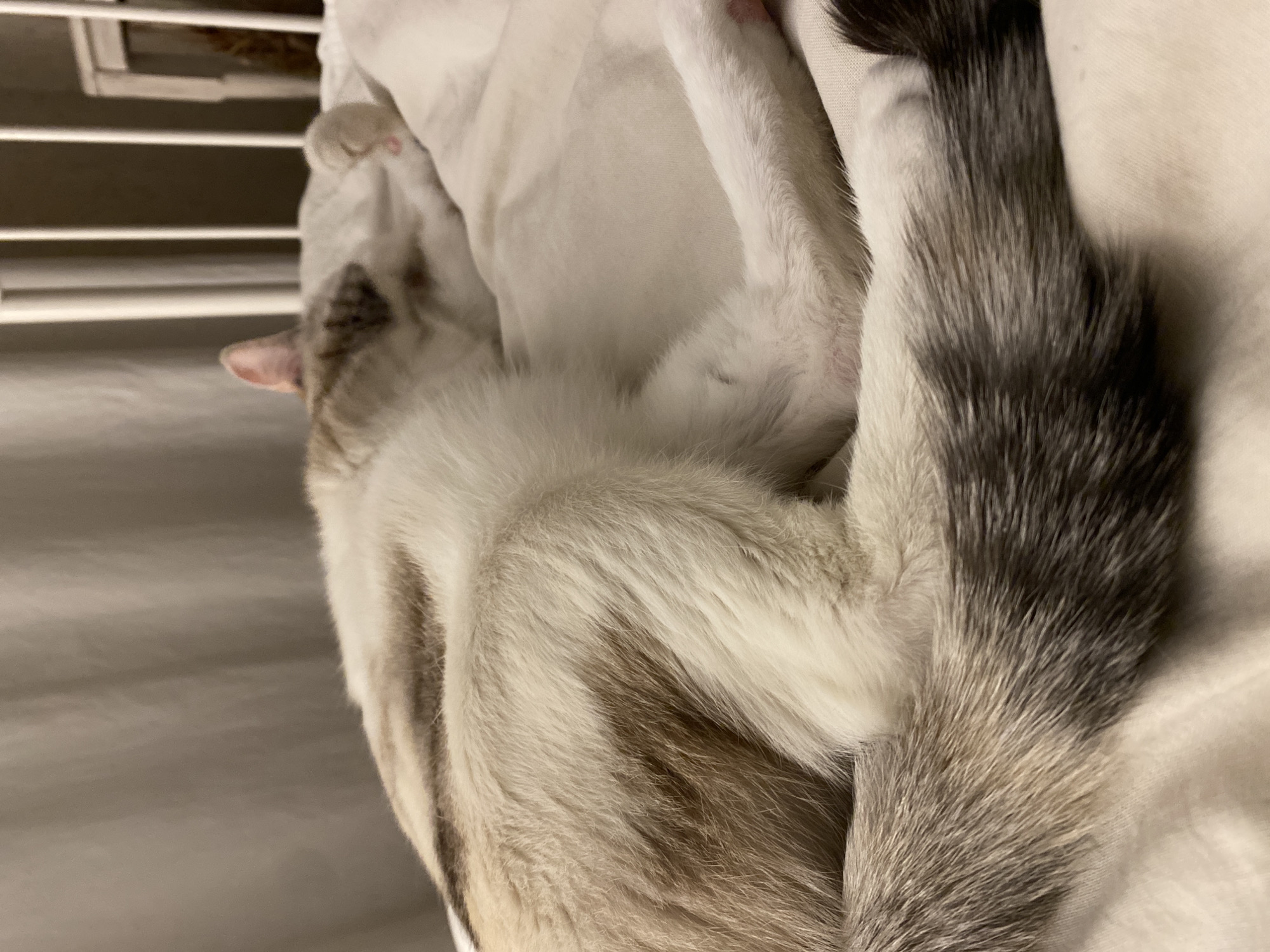 A cat with white and grey fur and a bushy, dark-grey-and-white tail lies curled on a white surface, possibly a bed or cushion. The head of the cat is visible in the upper-left corner of the image. Some vertical slats, possibly part of a headboard or window covering, are visible in the background. There is nothing to suggest that the photo was taken in Yekaterinburg, Russia.