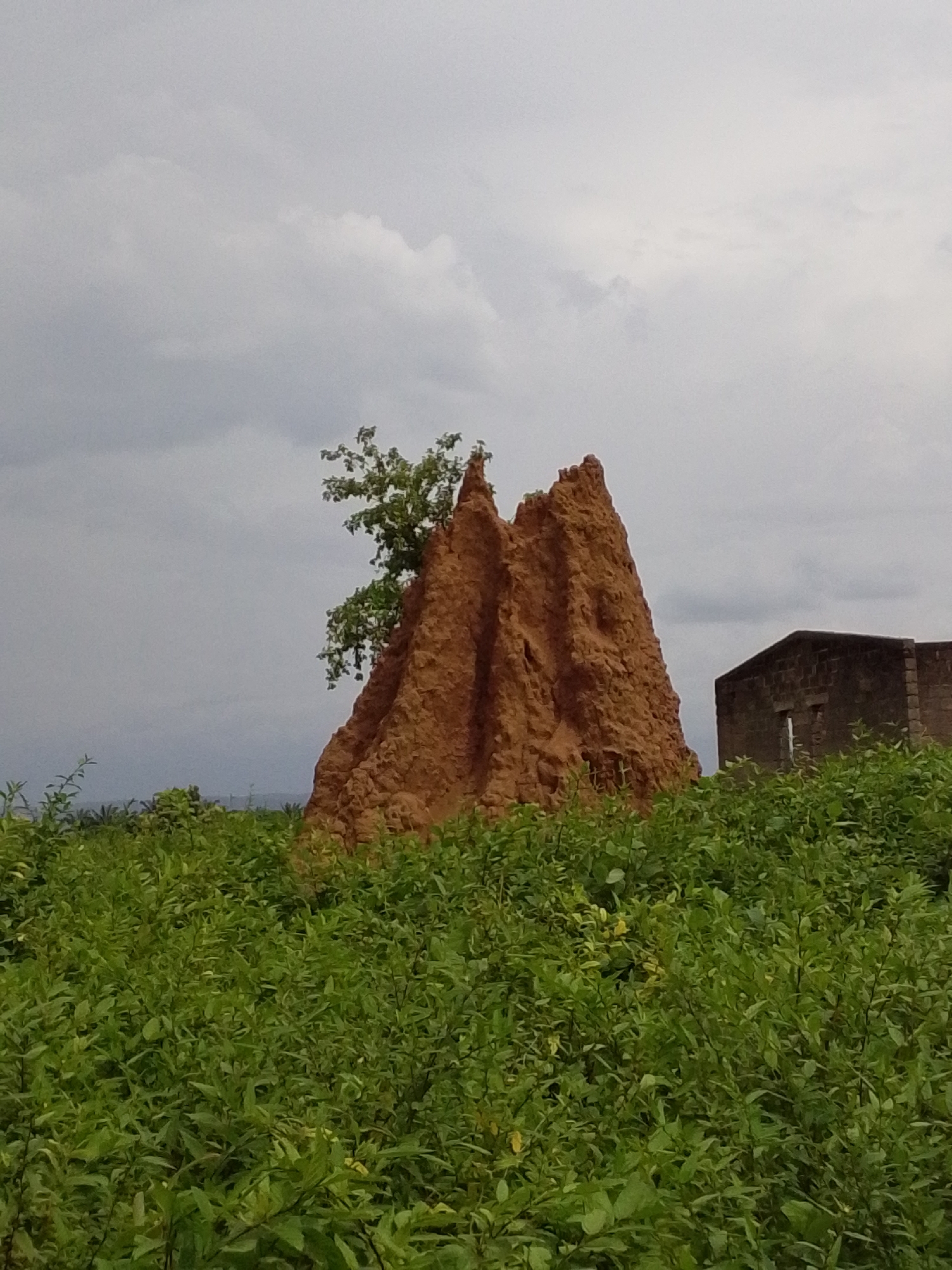 This is a vertical, medium-shot photograph of a large termite mound in Serti, Nigeria. The mound is reddish-brown and has a distinctive conical shape, with a small tree growing out of its side. In the background, a dark, brick building with an empty window frame can be seen. The foreground is filled with dense, vibrant green foliage, obscuring the ground level. The sky is overcast and gray, suggesting cloudy or potentially rainy weather. The overall mood is natural and somewhat isolated, with the man-made structure contrasting with the natural elements of the termite mound and vegetation. There is no visible text in the image. The lighting suggests it is daytime, but the overcast sky makes it difficult to determine the exact time.