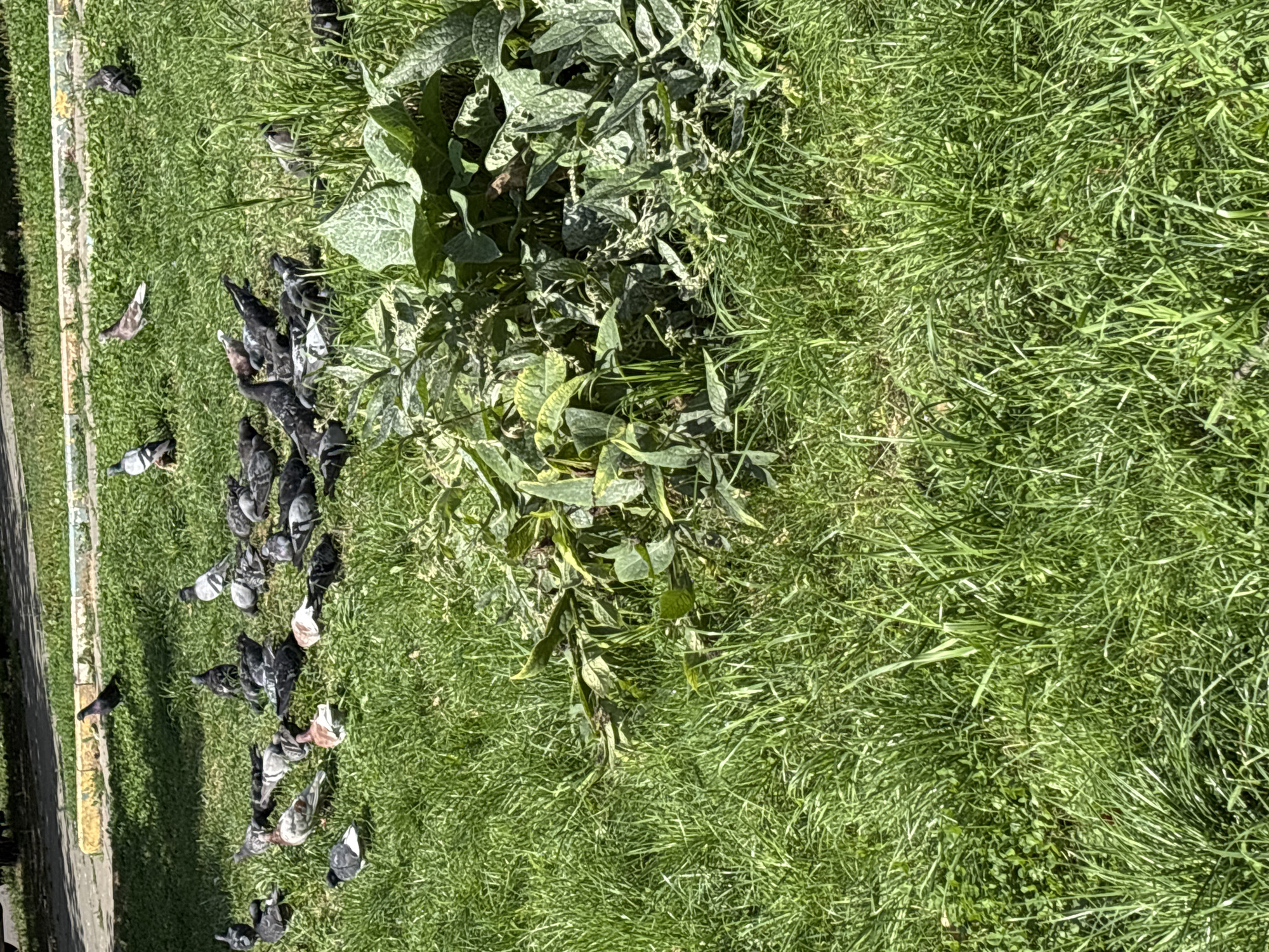 In Odintsovo, Russia, a flock of pigeons congregates on a patch of green grass. The birds, in various shades of grey and white, are scattered across the lawn. Some are pecking at the ground, while others stand alert. The background features a paved walkway and more grass, suggesting an urban park or residential area. A cluster of large-leafed plants is visible towards the right of the frame, adding to the naturalistic setting. The sunlight casts shadows, indicating it is daytime. No humans are present in the image.
