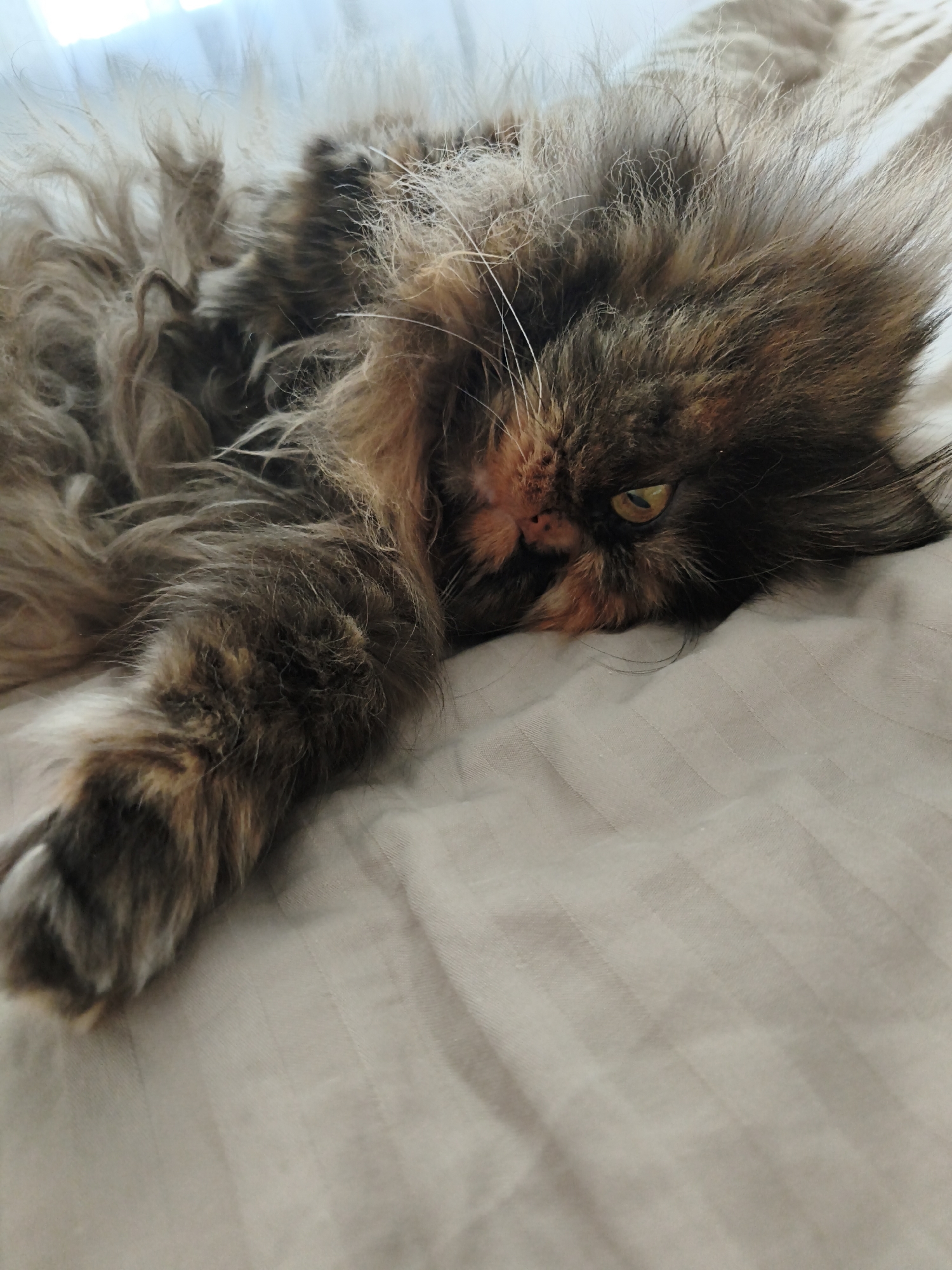 A long-haired tortoiseshell cat lies on its side on a striped beige comforter. The cat's body is mostly obscured by its fur, but its head is visible, with its left eye open and looking to the right. Its right eye is partially closed. The cat's right paw is extended in front of its body, with its claws retracted. The background is a blurred view of a window with sheer curtains. The lighting suggests it is daytime.