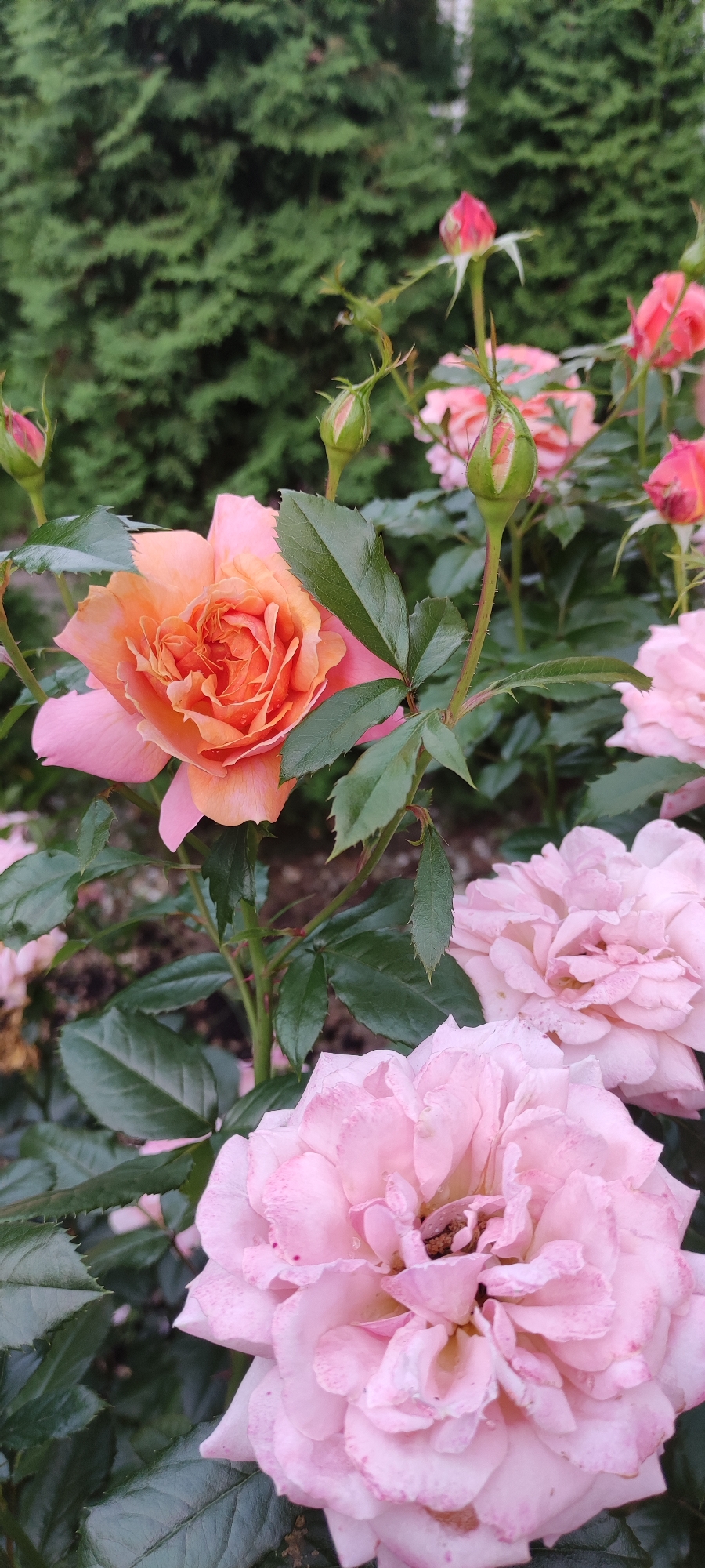 In the city of Rosinka, Russia, a close-up, vertical shot captures a cluster of blooming roses and rosebuds against a blurred backdrop of dark green foliage. The focal point is a single, partially opened rose in the upper left quadrant, its petals a gradient of soft pink at the edges to a vibrant peachy-orange in the center. Droplets of water are visible on some of its petals. Below this rose, two large, fully bloomed pink roses dominate the lower half of the frame, their intricate petal structures clearly defined. Scattered throughout the scene are several rosebuds, some still tightly closed with green tips, others beginning to unfurl. The rose stems are a deep green with visible thorns. The overall impression is one of a well-maintained rose garden on a slightly overcast day, with the lush green hedge in the background providing a natural frame for the colorful blossoms.