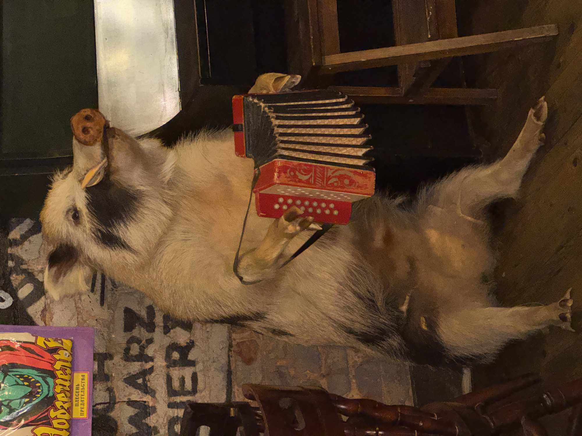 A taxidermied wild boar is lying on its back, apparently playing a red and black accordion, in what appears to be a bar or pub in Saint Petersburg, Russia. A stack of tables is above the boar, and there is an English and Russian language comic or game box lying on the left. The words "WARZ ER" are stenciled on the background brick wall. The floor is wood.
