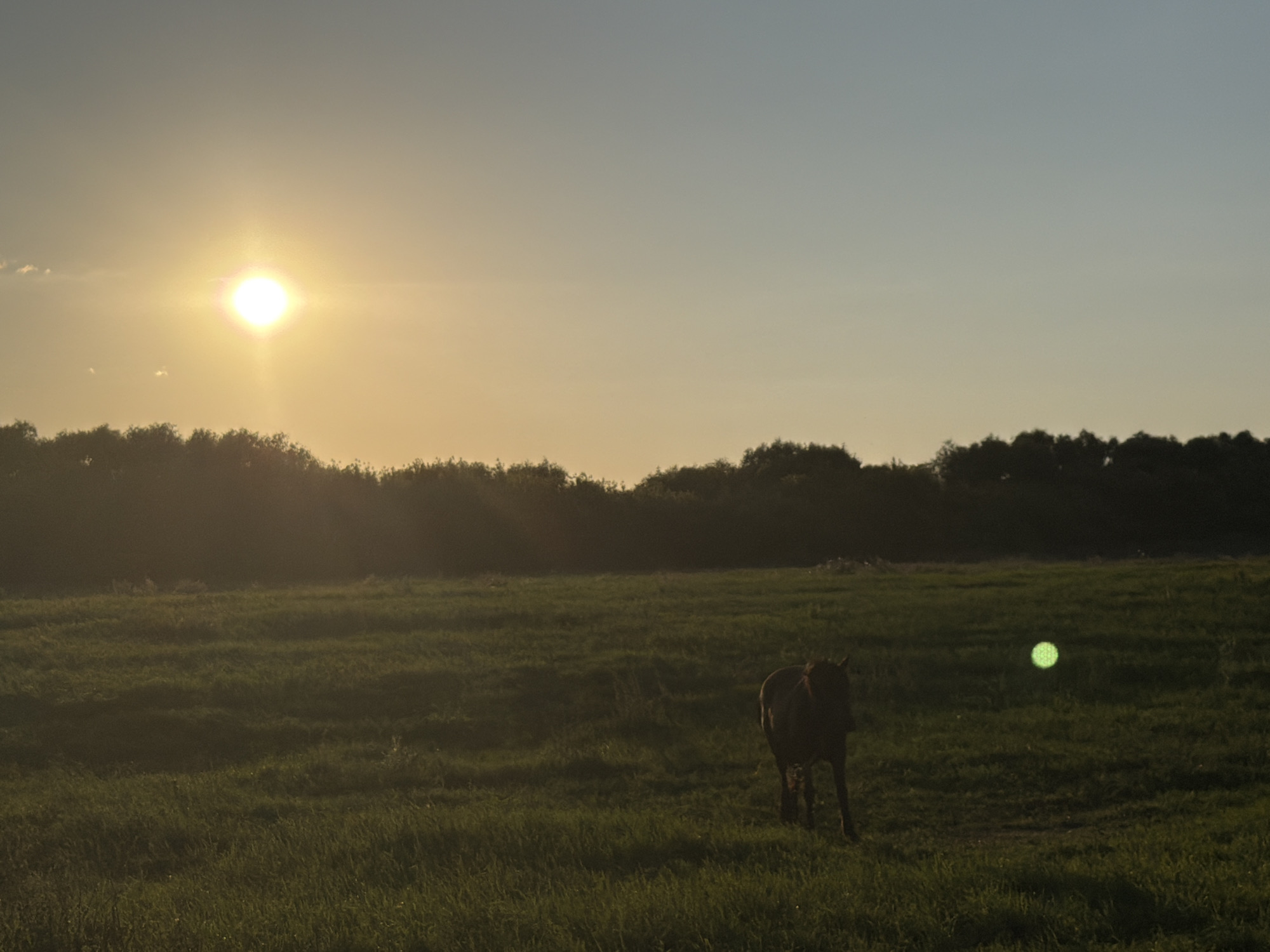 A horse stands in a grassy field under a sunset sky. The sun is low on the horizon, casting a warm glow across the scene. A line of trees forms a dark silhouette against the sky in the distance. The field is covered in tall grass, and the horse is dark brown. There is a green lens flare in the middle of the frame. The location is in the village of Skornyakovo, Russia.