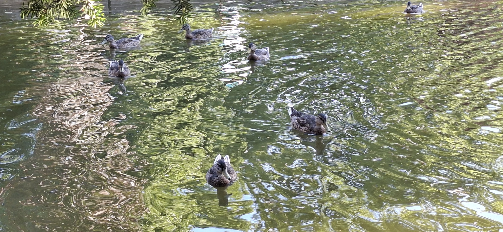 The image shows a group of mallard ducks swimming in a pond. The pond water is green and reflective, with the reflections of trees and branches visible on the surface. The ducks are swimming in various directions, some with their heads down, as if foraging. The scene appears to be in an outdoor setting, possibly a park or a natural area. No specific location in Graz, Austria can be identified from the image.
