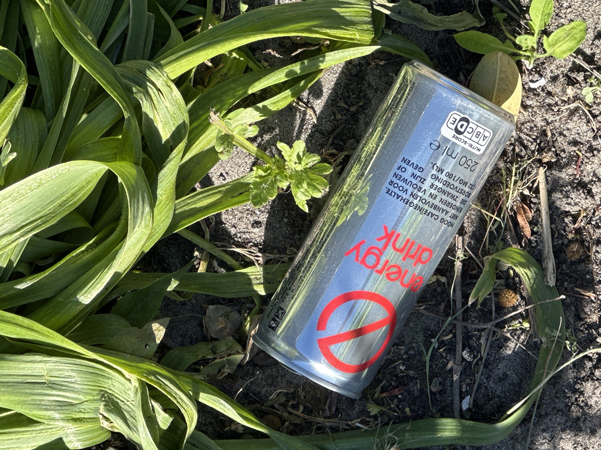 An energy drink can lies discarded on its side amidst green foliage and sandy earth in an outdoor setting, likely in Amsterdam, Netherlands. The can is silver or light grey with prominent red lettering. The most visible text on the can reads "energy drink" in a stylized font, with a large red "no" symbol (a circle with a diagonal line) below it.
Further details on the can include "NUTRI-SCORE ABCDE" and "250 ml e" indicating its volume. A Dutch warning label is clearly visible, stating: "HOOG CAFEÏNEGEHALTE. NIET AANBEVOLEN VOOR KINDEREN EN VROUWEN DIE ZWANGER ZIJN OF BORSTVOEDING GEVEN (32 MG/100 ML)." (High caffeine content. Not recommended for children and women who are pregnant or breastfeeding (32 mg/100 ml)). Smaller text on the can mentions it is a "KOOLZUURHOUDEND DRANK MET 0,04% TAURINE EN 0.032% CAFEÏNE MET TOEGEVOEGDE VITAMINEN" (carbonated drink with 0.04% taurine and 0.032% caffeine with added vitamins), and lists ingredients like water, sugar, food acid (E330), and sweeteners. The best-before date is noted to be on the bottom of the can.
The scene is brightly lit by natural sunlight, casting distinct shadows from the can and surrounding plants onto the ground. The foliage consists of long, slender green leaves, possibly a type of grass or lily, and a few small weed-like plants. The ground is a mix of dark soil and lighter sand or grit, with some dried plant matter visible. There is no human activity depicted, only the presence of the discarded object in a natural environment.