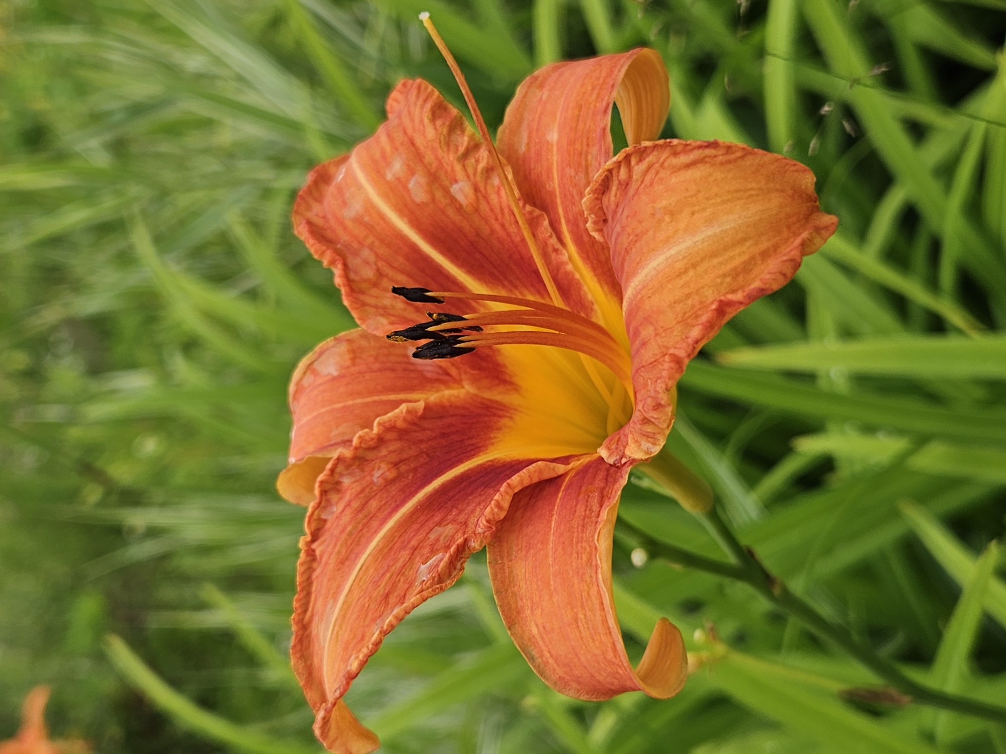 A close-up, vertical shot features an orange daylily in bloom, positioned slightly right of center against a blurred green background of grass. The flower displays six prominent petals, with ruffled edges and a gradient of color from a deep orange-red at the base to a brighter orange towards the tips. The center of the bloom reveals yellow stamen tipped with black anthers, and a thin pistil extending outward. The petals are slightly curled and appear wet, with small water droplets visible on their surfaces. The stem and a small bud are also visible. The environment is natural, with lush green foliage dominating the background, suggesting an outdoor setting. No people or specific structures are discernible in the scene. The image is static and focuses solely on the floral subject.