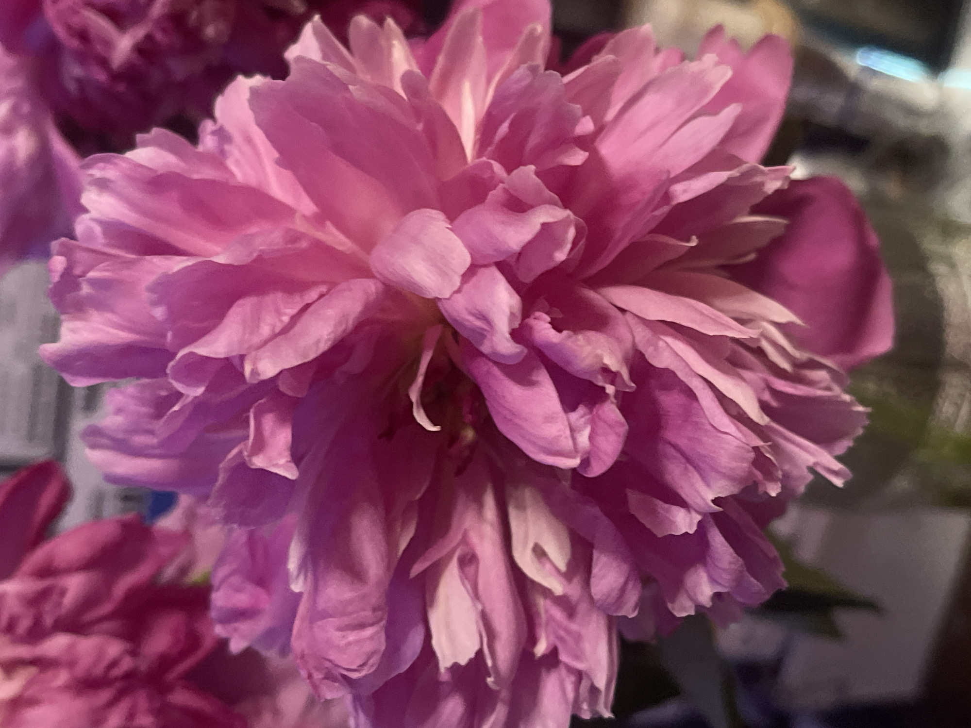 A close-up, shallow depth-of-field, vertical shot shows a vibrant pink peony flower in full bloom. The flower is centered and fills most of the frame, with its layered petals creating a soft, ruffled texture. Subtle variations in shade, from deep fuchsia to lighter pink, are visible due to the play of light and shadow across the petals. The background is blurred, hinting at other flowers and a dimly lit environment, possibly an indoor setting. The image does not contain any visual information that would allow for the identification of its location in Minsk, Belarus.