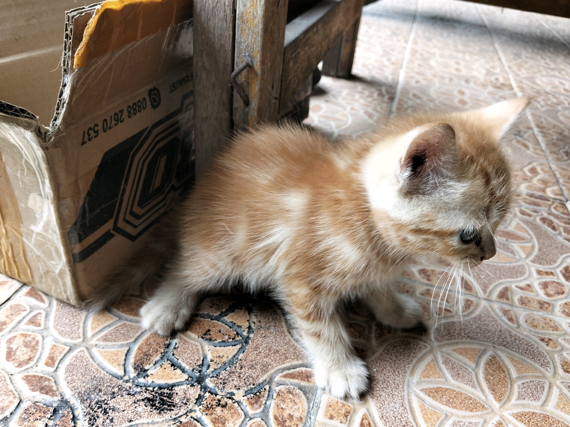 An orange tabby kitten sits on a tiled floor next to a damaged cardboard box. The box is partially open, revealing its corrugated interior and some text that includes the numbers "0888 2670 537". The floor tiles have a brown and beige floral pattern. In the background, a wooden structure, possibly part of a table or chair, is visible. The kitten is facing to the right, with its body slightly angled. The image was captured in the city of Arang Limbung, Indonesia.