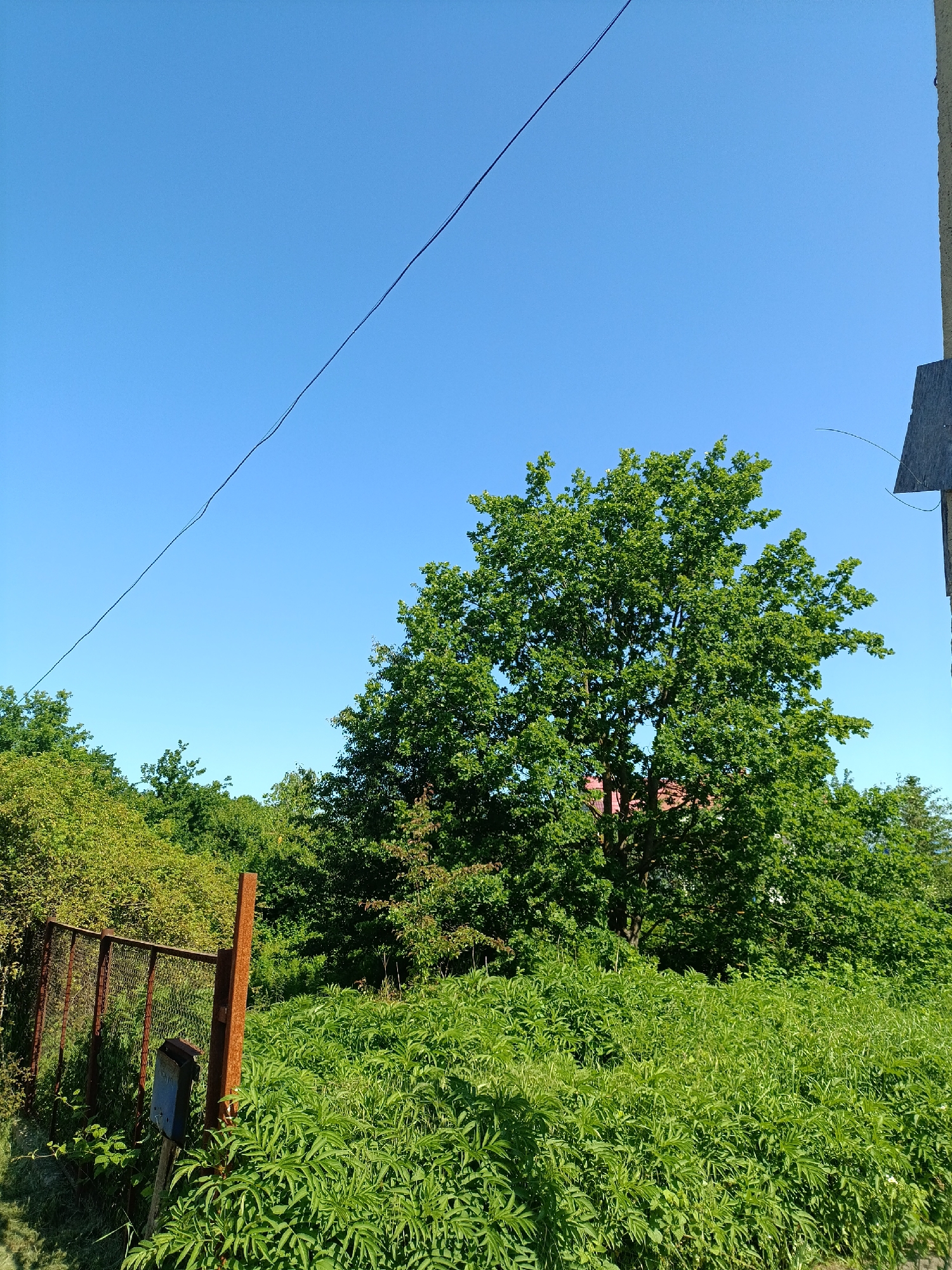 This image presents a vibrant outdoor scene under a clear, bright blue sky, located in Goryachiy Klyuch, Russia. The sky, devoid of clouds, fills a large portion of the upper frame, with a thin, dark wire or power line stretching diagonally across it from the upper left.
The landscape is dominated by lush green vegetation, suggesting a warm and sunny day, likely during morning or early afternoon hours given the quality of light. A large, full-canopied deciduous tree stands prominently in the center-right, its leaves showcasing various shades of green. Surrounding this tree and extending into the background is a dense expanse of other trees and bushes, contributing to the rich greenery. The reddish-brown roof of a distant building is faintly visible through the foliage of the central tree.
In the foreground, the ground is covered by an abundance of tall, green herbaceous plants and weeds, some with distinct palmate leaves, giving the impression of an overgrown or natural area. To the left, a rustic, rusty metal mesh fence with weathered wooden or metal posts marks a boundary. A dark, box-like object, possibly metallic, is attached to one of these fence posts. On the far right edge of the image, a small section of a light-colored building or structure is visible, with a delicate, wavy strand, possibly a plant tendril or loose wire, extending from it.
The image captures a static natural environment with no specific activity or event taking place, conveying a sense of serene, untamed beauty. No visible text is present in the frame.