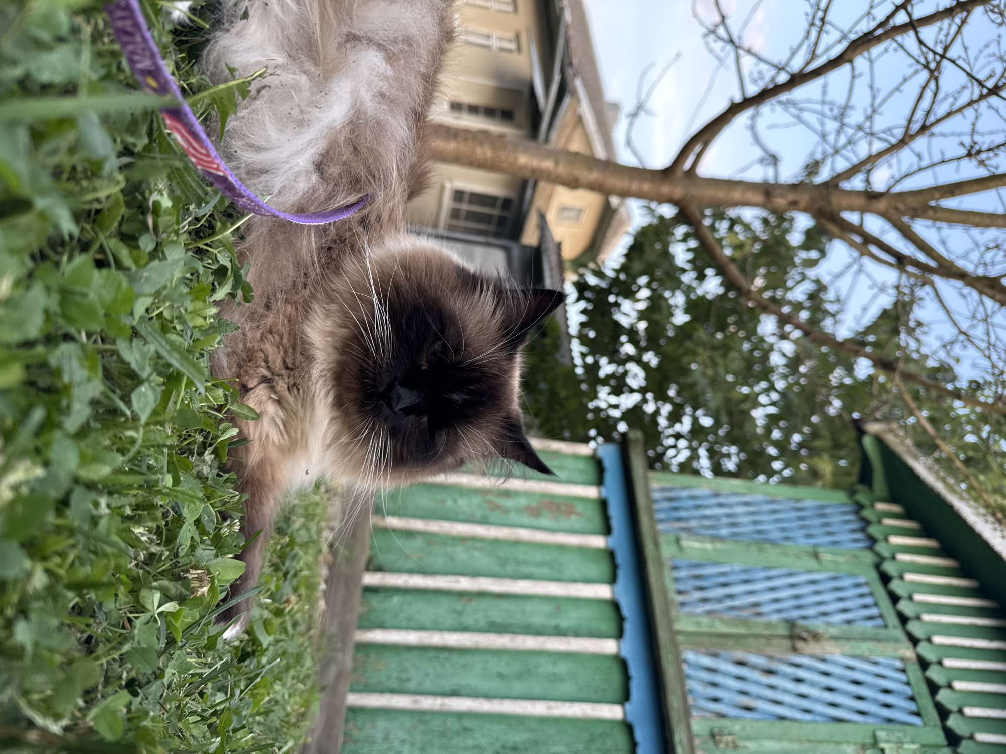 A medium shot captures a long-haired, dark-faced cat reclining on lush green grass. The cat, wearing a purple leash, is positioned in the foreground, its body extending out of frame to the left. Its fur is a blend of brown and cream, with distinctive dark points on its ears and face. The cat's eyes are partially closed, giving it a relaxed or sleepy appearance. Behind the cat, a rustic wooden building with peeling green and blue paint stands prominently. The building features decorative trim along the roofline and latticed windows. To the left of the building, a bare tree with thin branches is silhouetted against a pale blue sky. Further in the background, a light-colored house with a grey roof is visible, suggesting a residential or rural setting. The overall scene depicts an outdoor environment, likely in a suburban or countryside area.