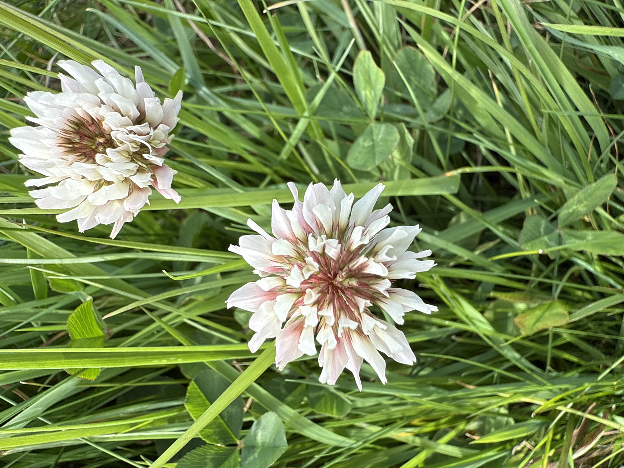 A close-up, high-angle shot captures two white clover flowers in vibrant green grass. The flower in the foreground is slightly larger and features delicate white petals tinged with pink and a reddish-brown center. The flower in the background is smaller and appears more fully bloomed with lighter pink and white petals and a darker center. Lush green grass, blades of varying lengths and thicknesses, surrounds the flowers, some of which are blurred by the shallow depth of field. The overall impression is of a natural, outdoor setting, possibly a meadow or park, in Lerwick, United Kingdom. There are no people or animals visible in the image.