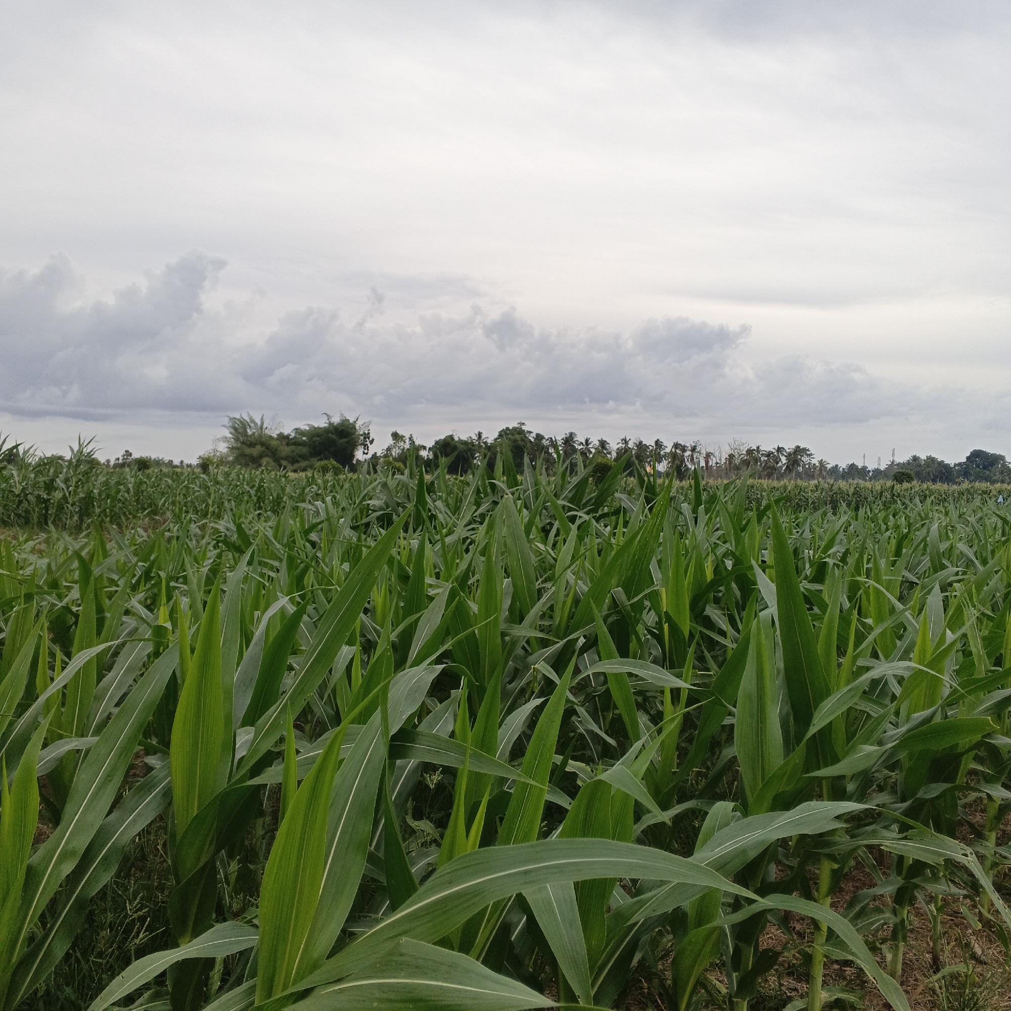 The image depicts a vast cornfield in Geunteng, Indonesia. The foreground is dominated by lush, green corn stalks and leaves, some of which are in sharp focus, showcasing their vibrant color and texture. In the middle ground and background, the cornfield extends further, with rows of corn stretching towards a line of trees and vegetation. The sky above is overcast with scattered clouds, suggesting a possibly humid or rainy day. The overall scene conveys a sense of agricultural abundance and the natural beauty of the Indonesian countryside.