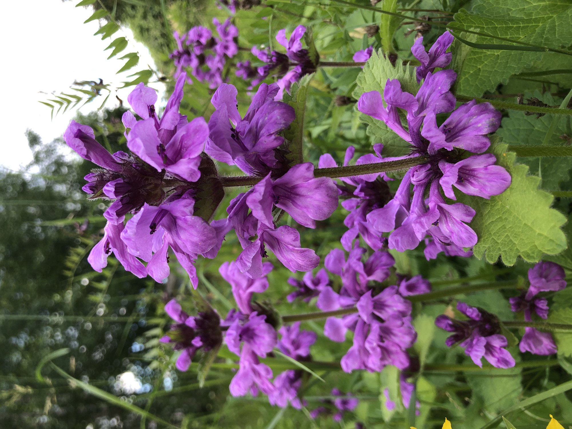 The image displays a close-up view of a cluster of purple flowers with green foliage in the background. The flowers are small and tubular with distinctive upper and lower lips, a characteristic of the mint family. They are arranged in whorls along the stems. The stems themselves appear to be fuzzy and green. The leaves are also green, with serrated edges and prominent veins.
The background is a soft blur of green, suggesting a natural setting like a garden or a meadow. There are hints of dappled sunlight filtering through the leaves, indicating it is likely daytime. The overall impression is one of natural beauty and a vibrant summer scene. There are no people, objects, or text visible in the image. The scene is focused entirely on the delicate details of the flowering plants. The orientation of the image is such that the flowers are presented vertically. The location context provided is Svirstroy, Russia, which implies a natural outdoor environment typical of that region during warmer months.