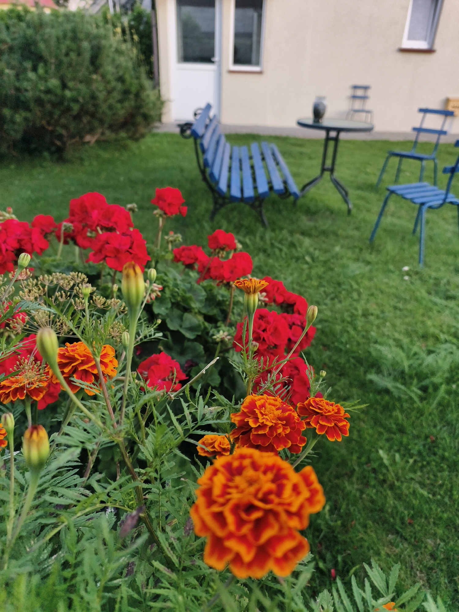 The image depicts a serene backyard garden setting, likely in the city of Tczew, Poland, judging by the provided metadata. In the foreground, a vibrant assortment of red and orange flowers, including marigolds and what appear to be geraniums, are in full bloom. Their lush green foliage creates a dense, naturalistic border.
Behind the flowers, a neatly manicured lawn stretches across the mid-ground. Scattered across this lawn are several pieces of outdoor furniture, all painted a consistent shade of blue. These include a long, slatted bench and two individual chairs. Adjacent to the chairs is a small, round, dark-colored table with a glass top, upon which rests a dark, vase-like object. In the background, a building with a pale yellow exterior and white-framed windows is visible. A section of dense green shrubbery is situated to the left of the building. The overall impression is one of a well-maintained, peaceful outdoor space, perfect for relaxation.