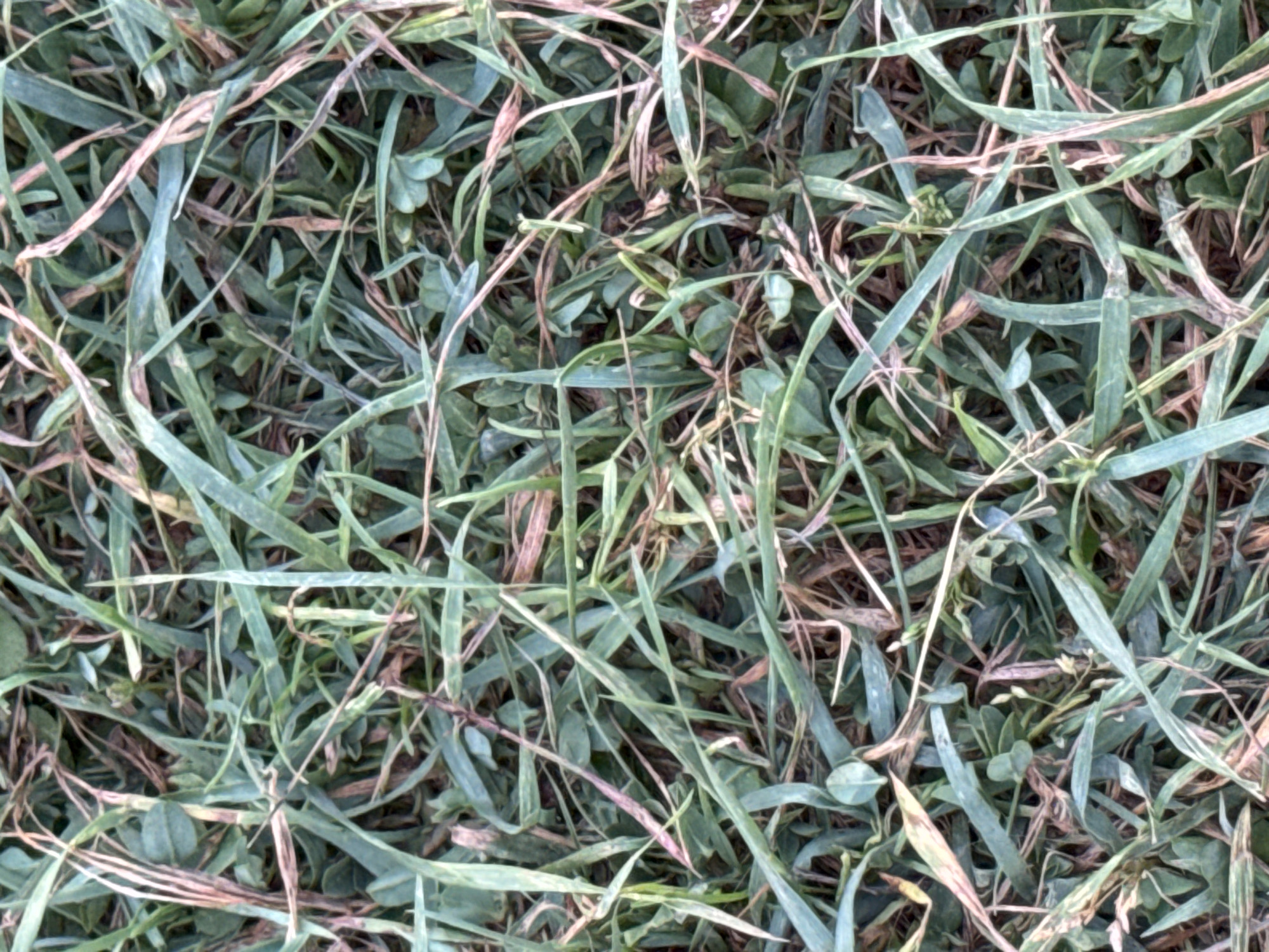 The image is a close-up, overhead shot of dense, green grass interspersed with some dry, brown blades. There are also small, clover-like leaves visible among the grass. The lighting suggests it could be daytime. The image does not provide any specific location markers, and therefore, it is impossible to determine if it is located in Burgas, Bulgaria, or any other specific city. There are no people, subjects, objects, actions, or interactions depicted in the image. The environment is solely grass and other low-lying vegetation.