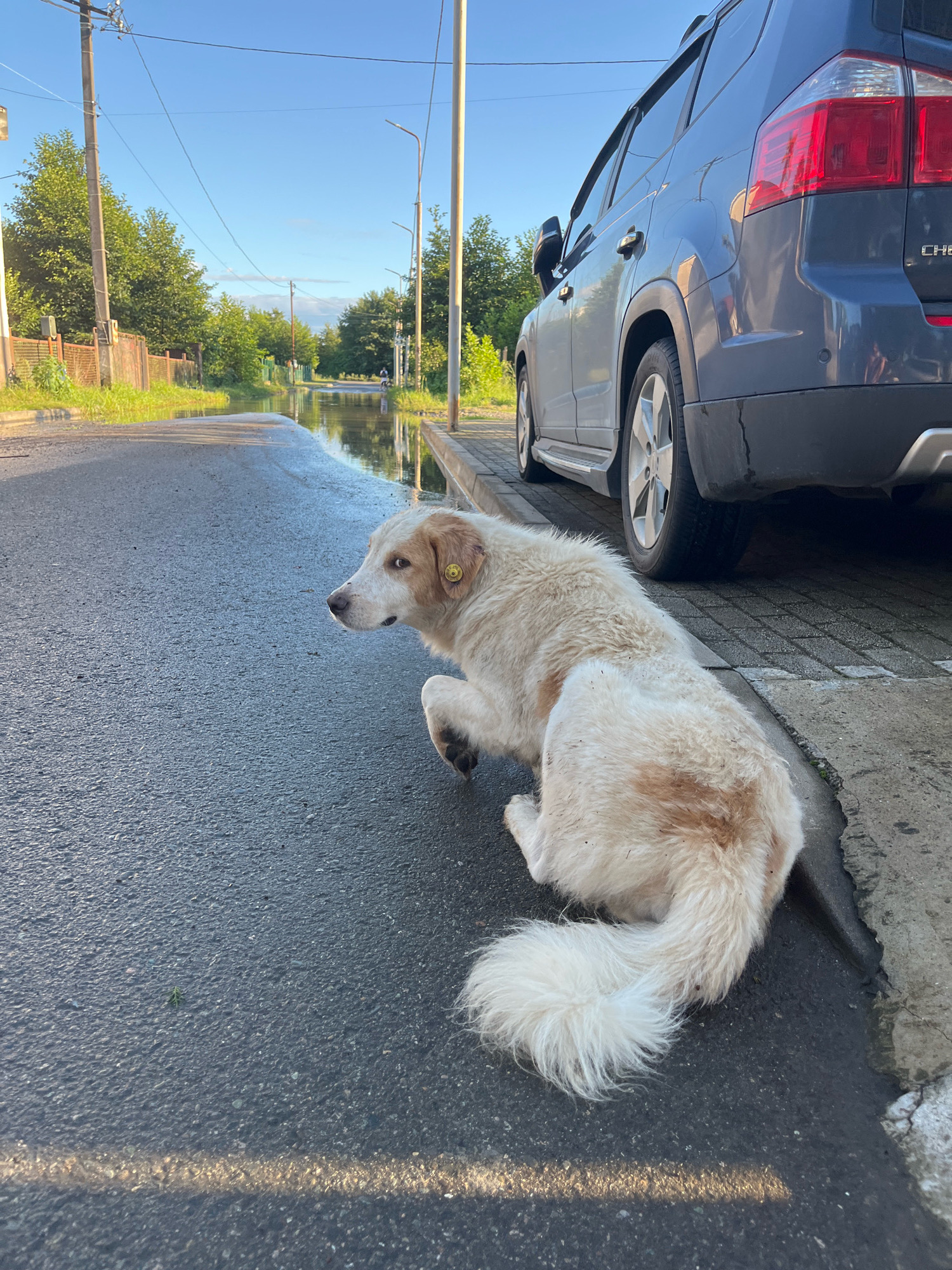 The image depicts a medium-sized, mixed-breed dog with white and tan fur sitting on the asphalt edge of a street in Ureki, Georgia. The dog is looking to its left, with its body angled towards the right. The dog has a yellow tag on its left ear. To the right of the dog, a dark-colored SUV is parked along the curb. The street ahead is partially flooded, reflecting the clear blue sky and surrounding trees. The environment suggests a residential area with a fence and vegetation visible in the background. The lighting indicates it is daytime, likely late afternoon due to the angle of the sun.