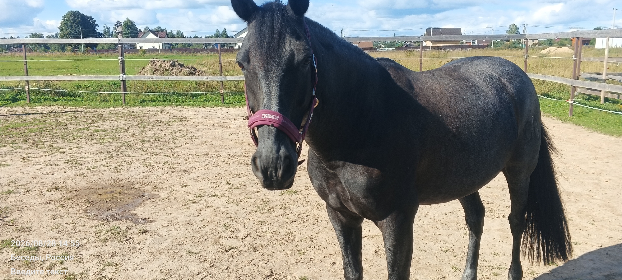 An outdoor full shot shows a dark horse standing in a sandy arena. The horse is facing the camera with its head lowered slightly. It is wearing a burgundy halter with "ESCADRON" written on it. The arena is fenced and has some vegetation and buildings in the background. The sky is partly cloudy. The bottom left corner of the image contains a timestamp reading "2026/08/28 14:55" and text in Russian that translates to "Besedy, Russia" and "Enter text".