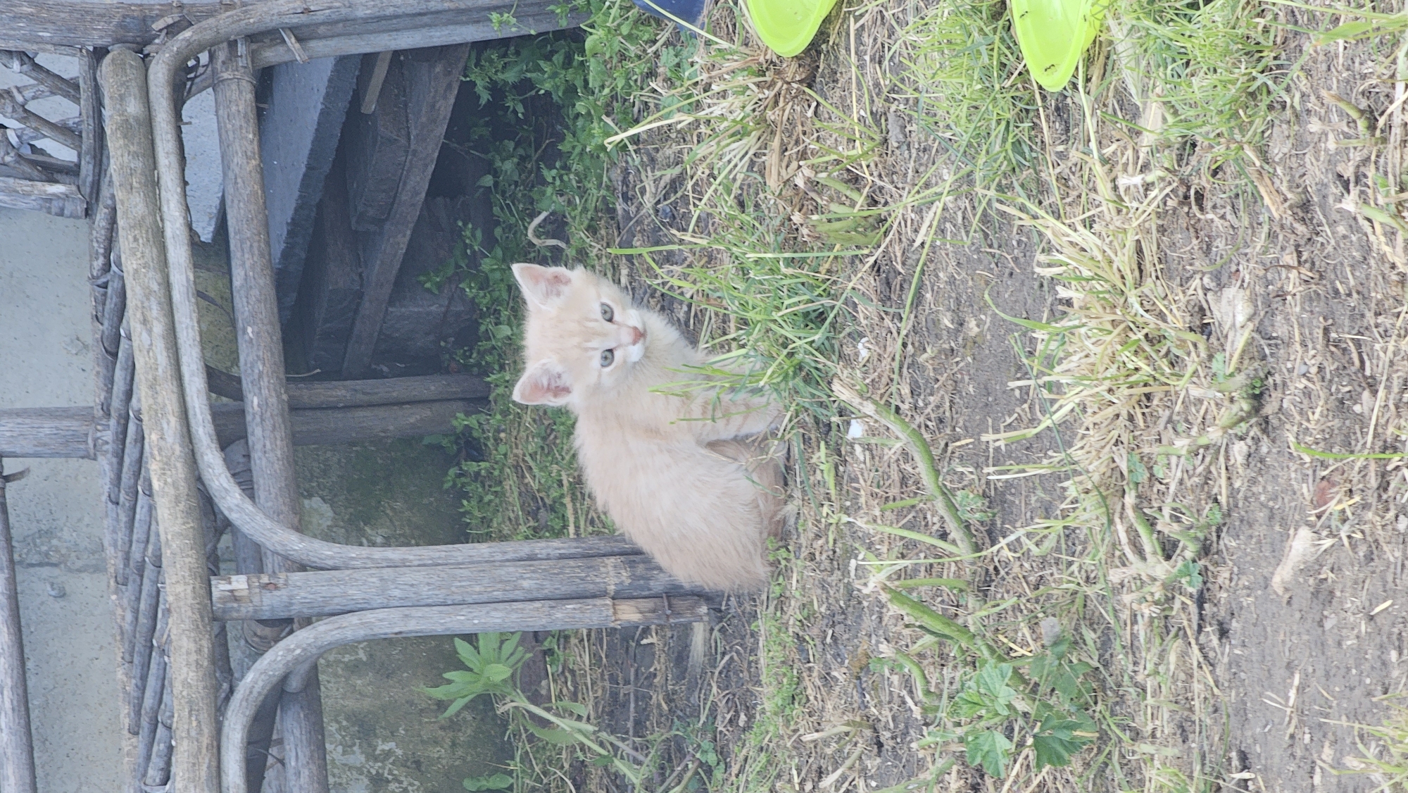In Tsarkva, Bulgaria, an outdoor scene is depicted. A solitary, light orange-cream colored kitten with blue-green eyes is centrally positioned, sitting on bare earth mixed with sparse dry and green vegetation, facing forward. Behind and to the left of the kitten, a weathered wooden post is visible. The upper portion of the frame is dominated by a rustic, weathered wooden structure, constructed from irregular branches and slats. Behind this structure, a light-colored building surface is visible, along with shadowed areas containing stacked dark, rectangular objects. In the lower right, two partially visible bright green plastic bowls rest on the ground. The immediate ground consists of dry, compact soil interspersed with tufts of short grass and low-lying green plants. No human presence or specific actions are observed.