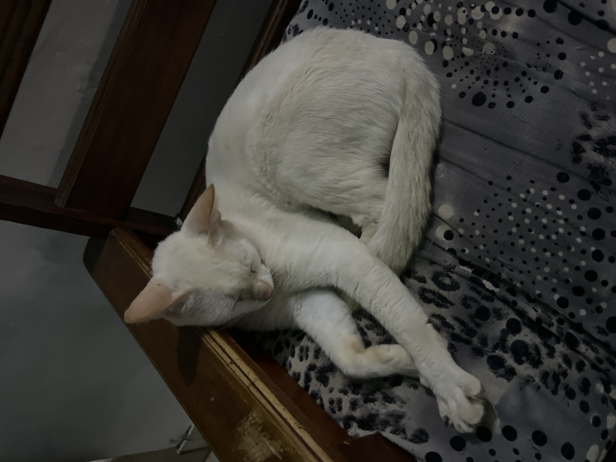 A white cat sleeps curled up on a chair in Juan Griego, Venezuela. The cat is on a cushion with a patterned fabric. The chair appears to be made of dark wood. The background is a plain wall. The scene is dimly lit.