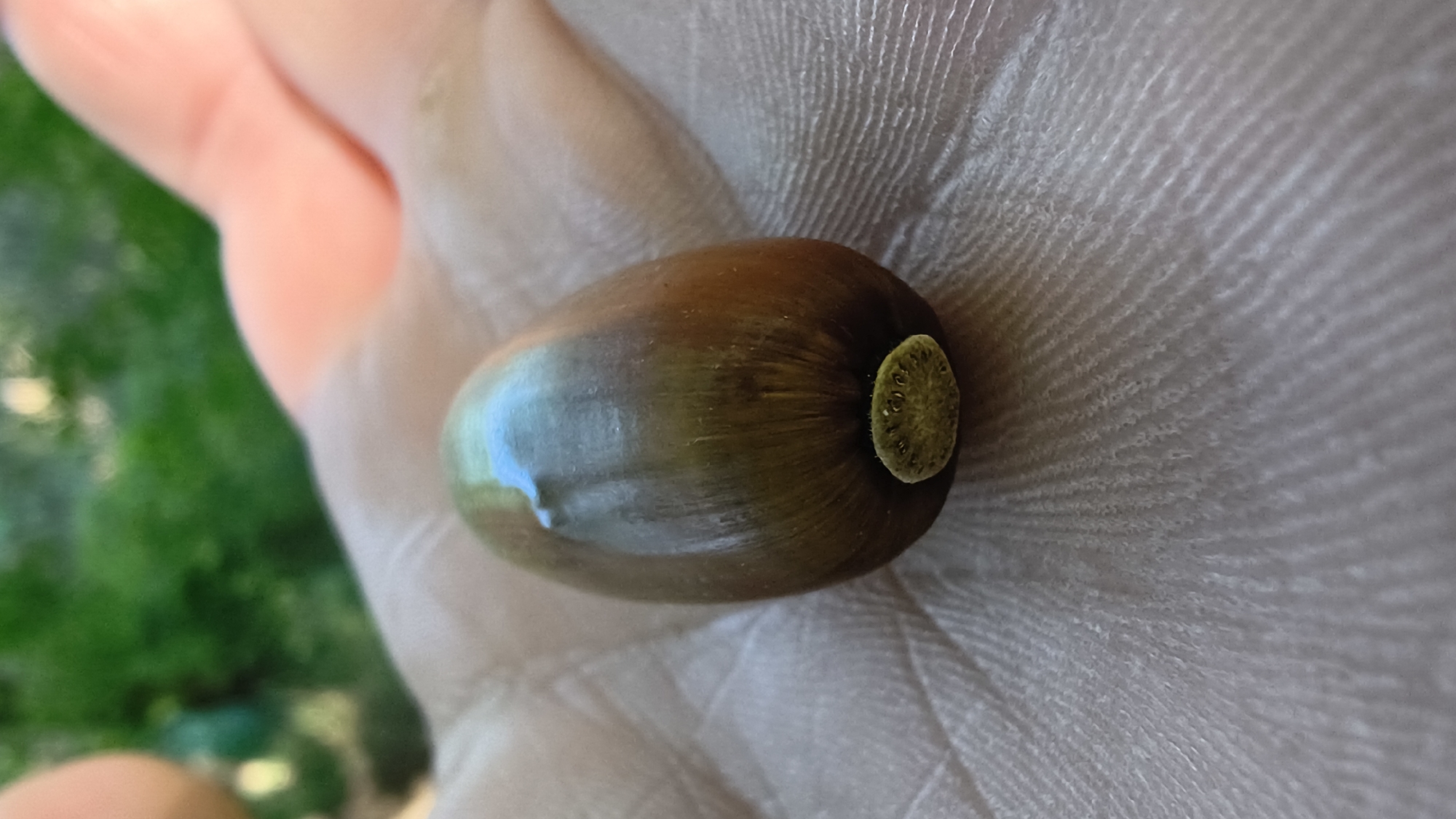 A close-up, eye-level, vertical shot shows a single acorn resting in the palm of a person's hand. The acorn is smooth and brown with a light reflection on its surface. At the base of the acorn is a small, round cap with a textured, greenish-yellow surface. The hand, with visible lines on the palm and fingers, is spread open, cradling the acorn. In the background, out of focus, is a blurry green area, suggesting foliage or trees, and a hint of a person's hand with pinkish skin. The overall impression is one of nature being held by a human. The image does not provide any information about the location in the city of Mikhaylovka, Russia.