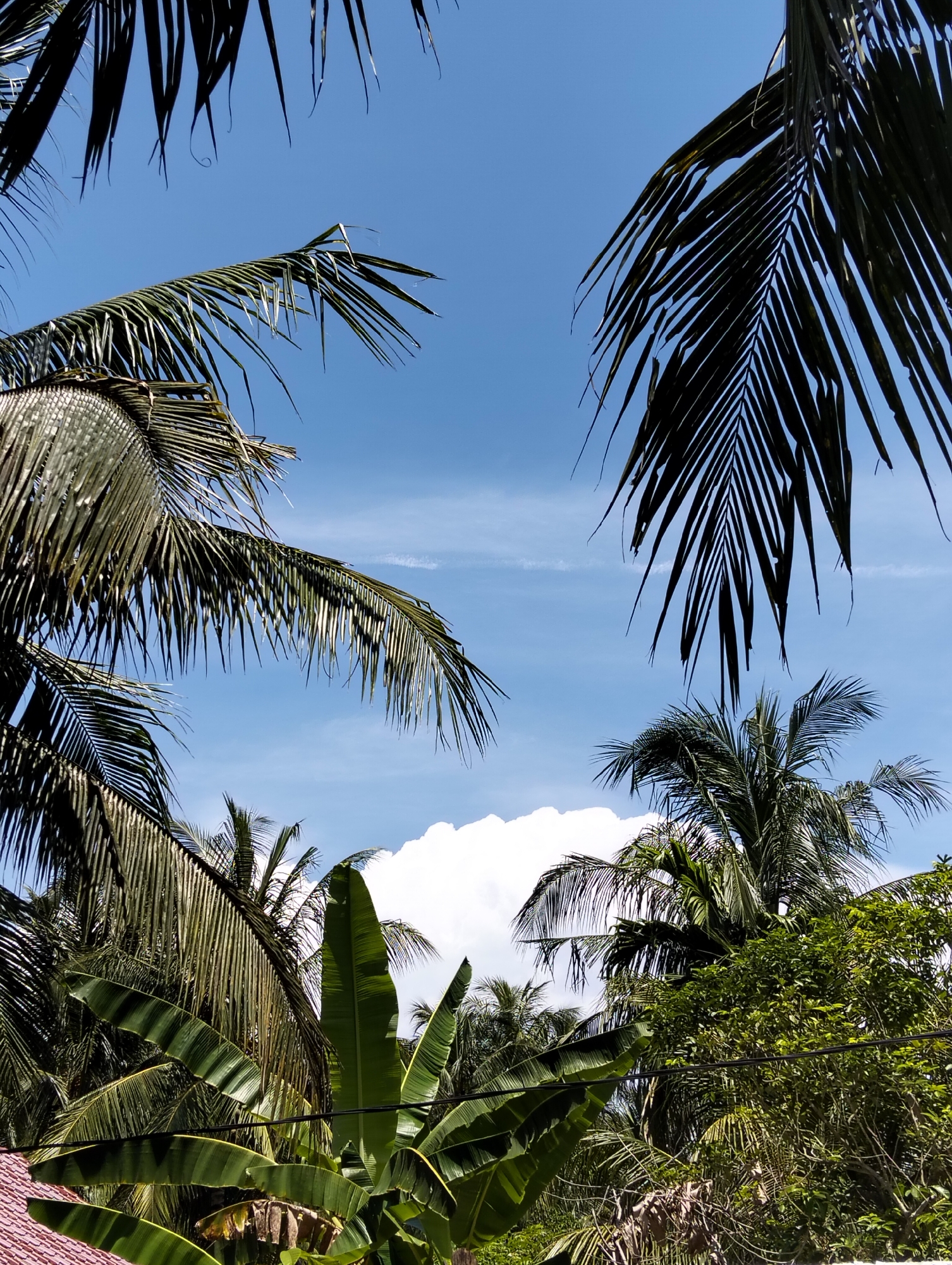 This is a vertically oriented, eye-level outdoor shot of lush tropical vegetation against a bright blue sky with scattered white clouds, taken in Pulonga, Indonesia. The foreground is dominated by the fronds of palm trees and large, broad leaves of banana plants, some of which are dark green and others a lighter green with prominent veins. The leaves of the palm trees are dark green and appear somewhat dry and wispy, with some fronds framing the top and sides of the image. A partial view of a red-tiled roof is visible in the bottom left corner. In the mid-ground and background, more palm trees and dense green foliage are visible, creating a layered effect. The sky is a vibrant cerulean blue, with a large, puffy white cloud center-frame, partially obscured by the foliage. Power lines are visible crossing horizontally through the mid-ground. No people are present in the image. The scene depicts a dense, natural environment characteristic of a tropical climate.