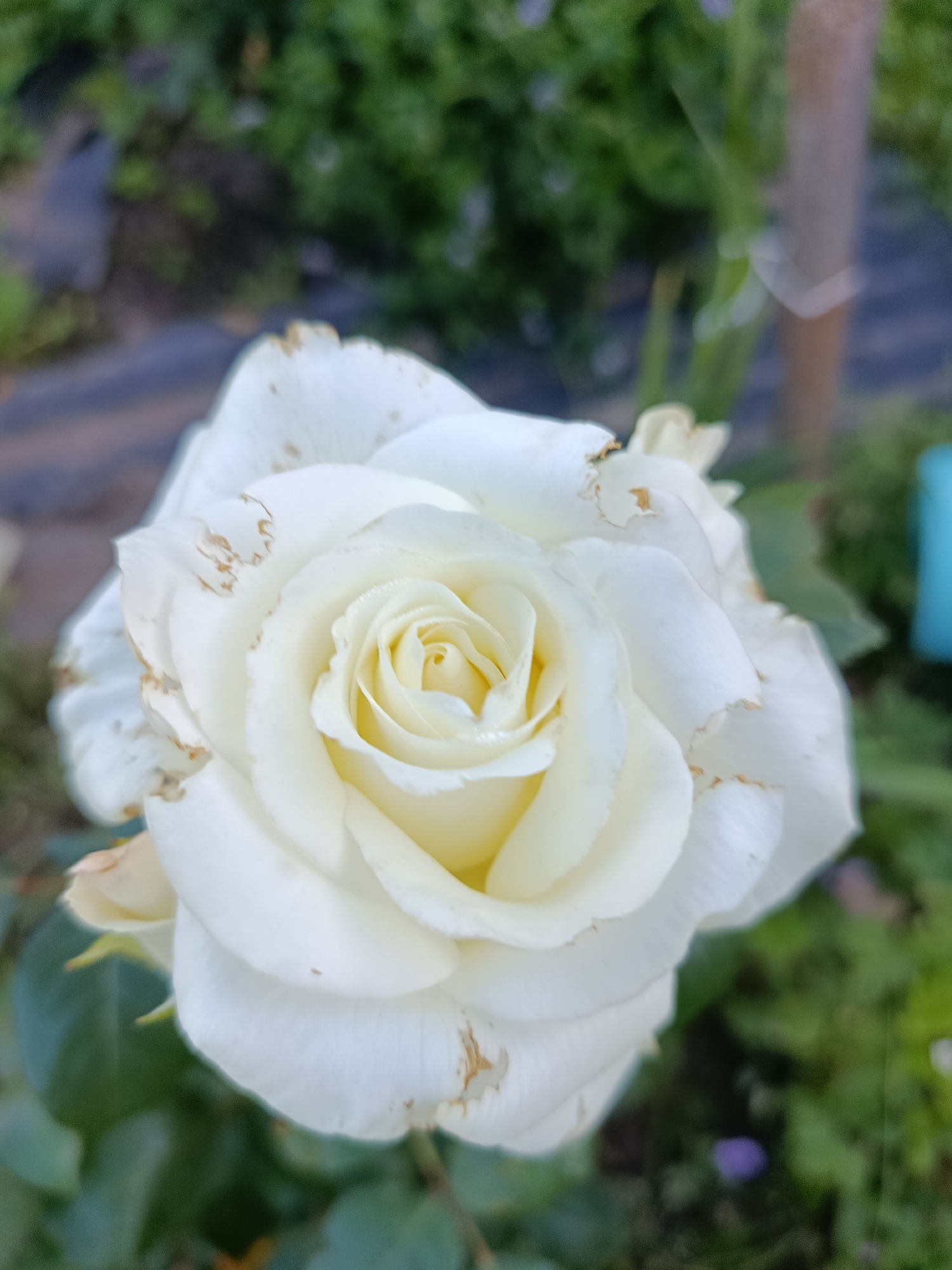 A close-up, high-angle shot captures a white rose in full bloom, its petals unfurling in delicate layers. The center of the rose displays a creamy yellow hue, transitioning to pure white at the edges. Some petals show slight browning and wilting at the tips, indicating the flower's stage of life. The background is a blur of green foliage, with hints of other plants and a wooden post visible. The image is taken outdoors in a garden setting, likely in the city of Snegiryovka, Russia, given the context. There are no people or animals present in the scene.
