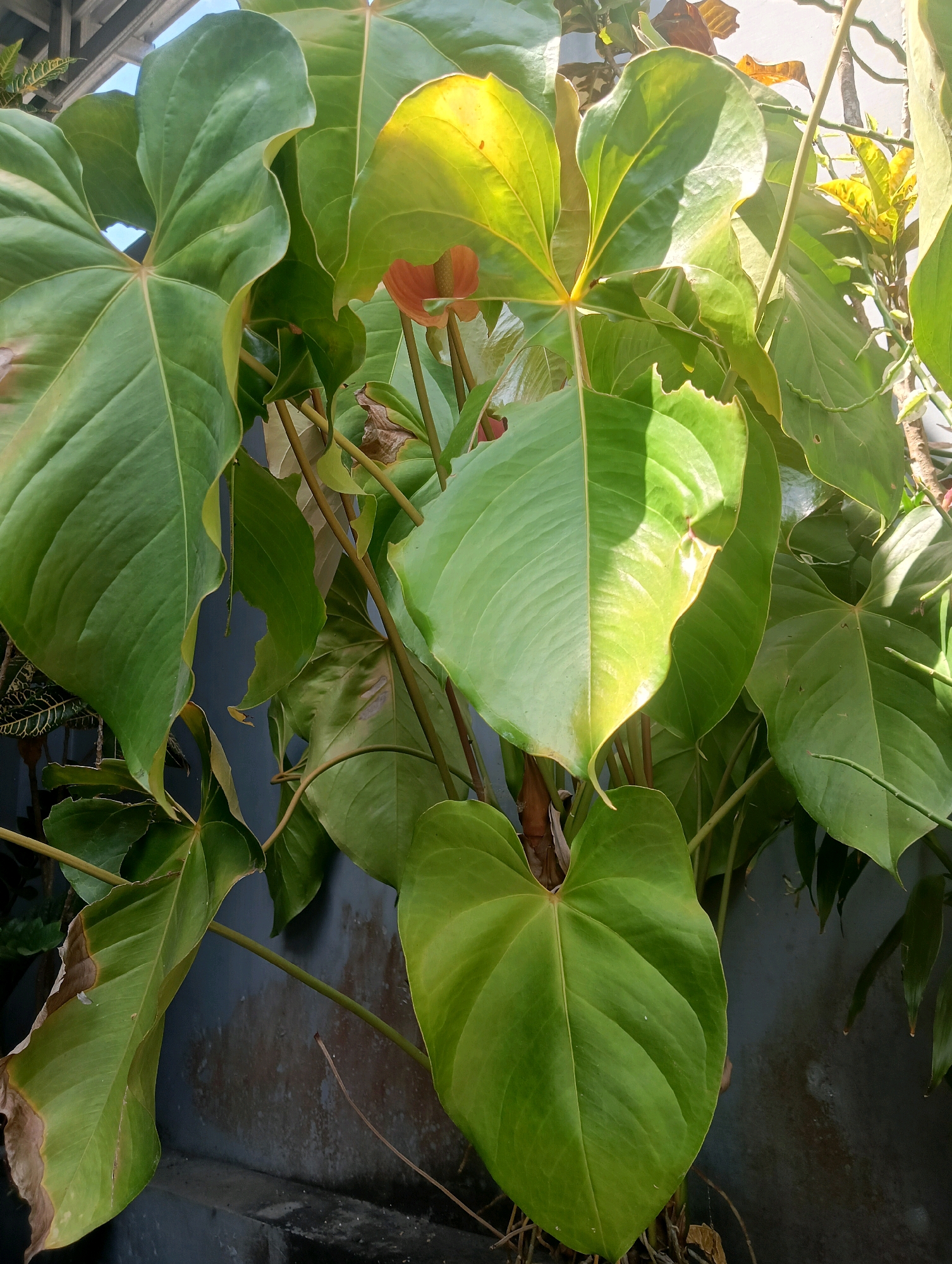 A close-up, eye-level, outdoor shot features the broad, heart-shaped leaves of a plant, likely an Anthurium, with some leaves exhibiting yellowing or browning edges. Sunlight highlights sections of the leaves, creating a contrast between illuminated and shadowed areas. The plant's stems are visible, some appearing thick and woody. In the background, a dark gray, textured wall is partially visible, along with glimpses of other foliage and what appears to be a section of a wooden structure or trellis at the top left. The overall setting suggests a garden or outdoor area in a residential environment. The image was taken in Kromengan, Indonesia.