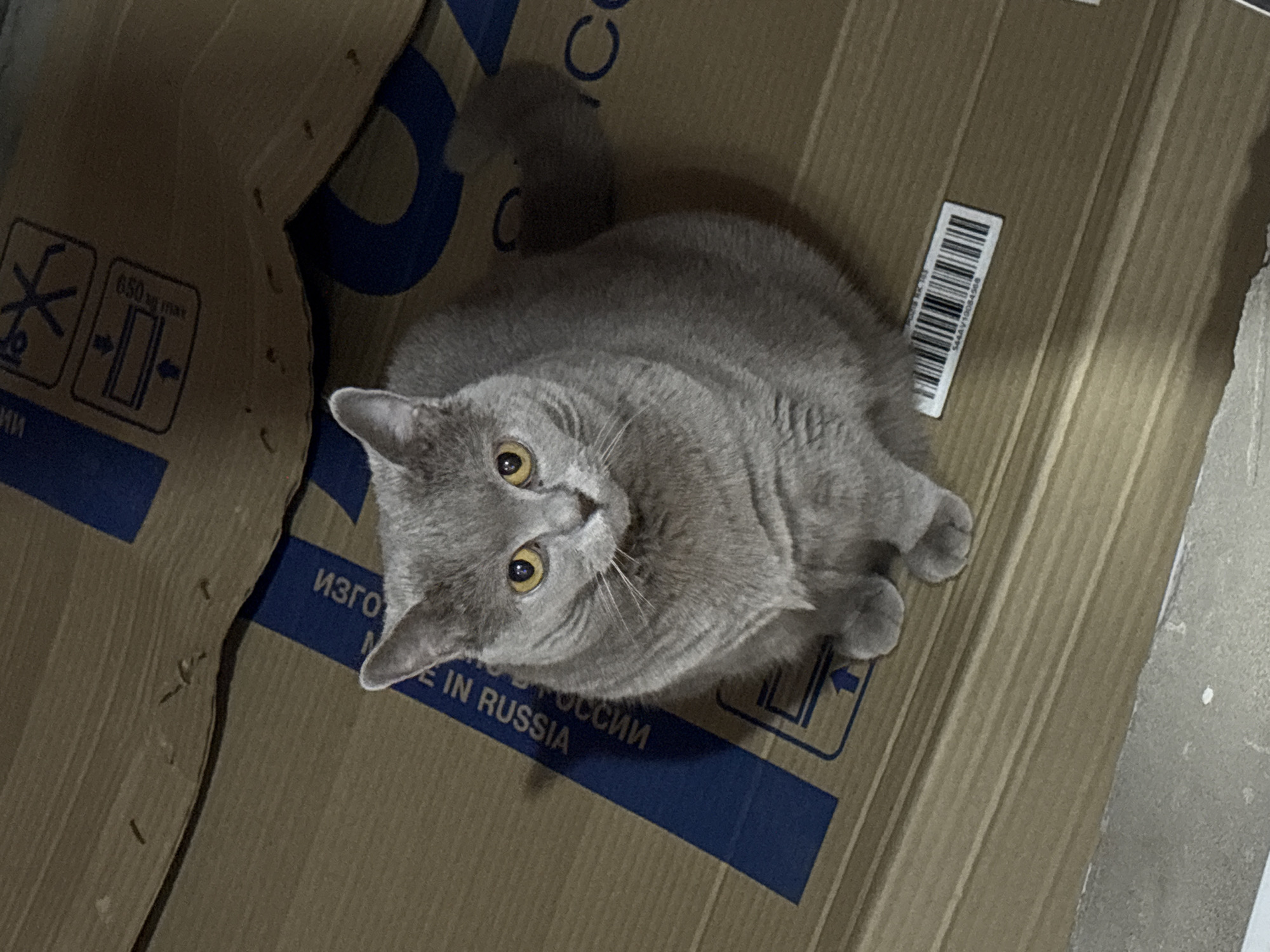 A gray British Shorthair cat sits inside an open cardboard box. The box is printed with shipping information, including blue lettering that reads "MADE IN RUSSIA" and "ИЗГОТОВЛЕН В РОССИИ". Other symbols and a barcode are also printed on the box. The setting appears to be indoors, possibly a home or storage area. There is no specific information in the image to confirm it is in the city of Izhevsk.