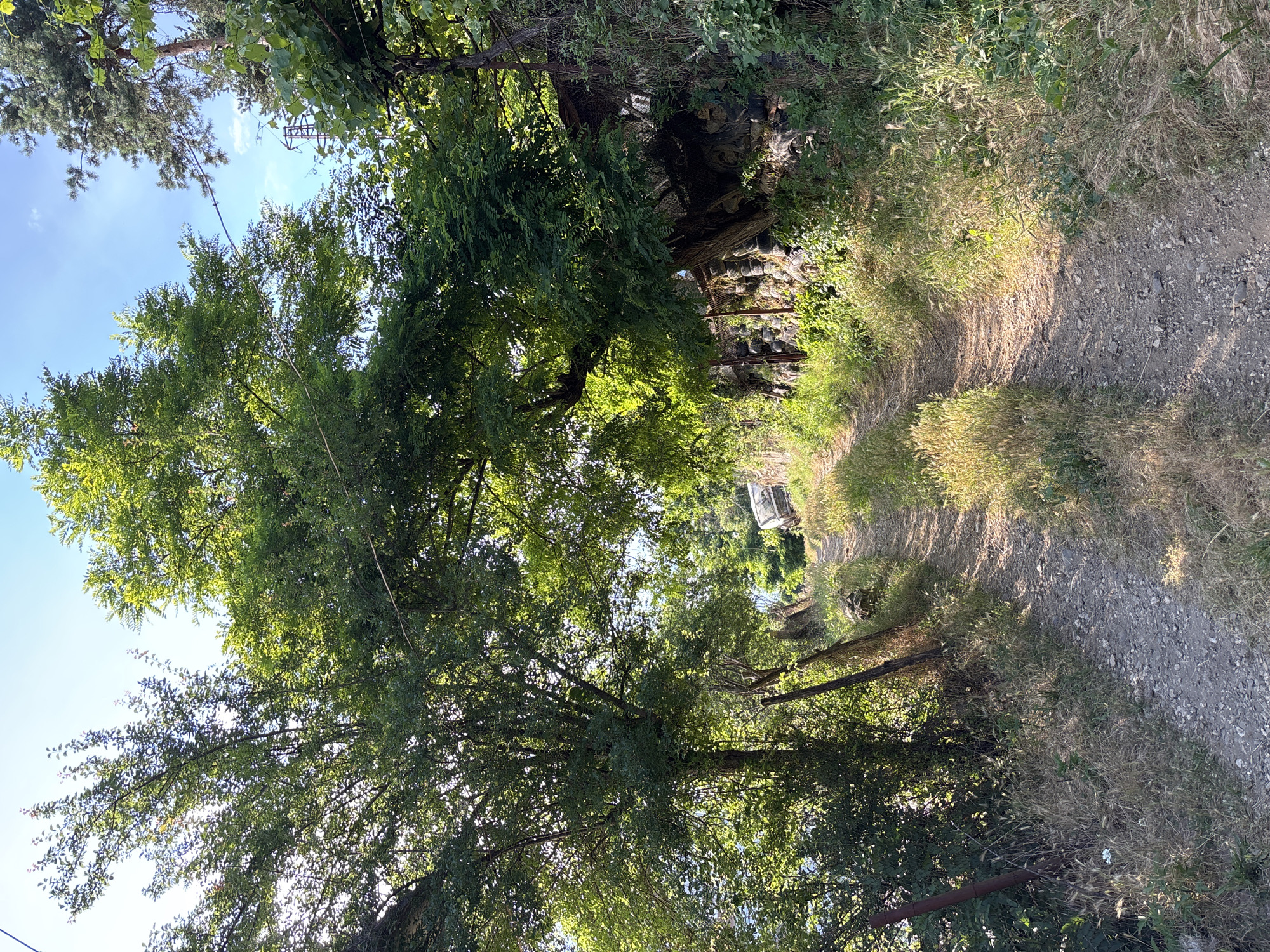 The image depicts a dirt path leading uphill through a rural setting in Zlatograd, Bulgaria. Lush green trees and vegetation line the path, with sunlight filtering through the canopy, creating dappled shadows on the ground. On the right side of the path, a stone wall is visible, reinforced with what appear to be old tires. The path itself is uneven, composed of dirt and gravel, with dry grass and weeds growing along its edges. In the distance, a white vehicle is partially visible, parked on the side of the path. The overall scene suggests a remote, somewhat overgrown area, possibly a pathway to a residence or an agricultural plot. The sky above is a clear blue with a few wispy clouds.