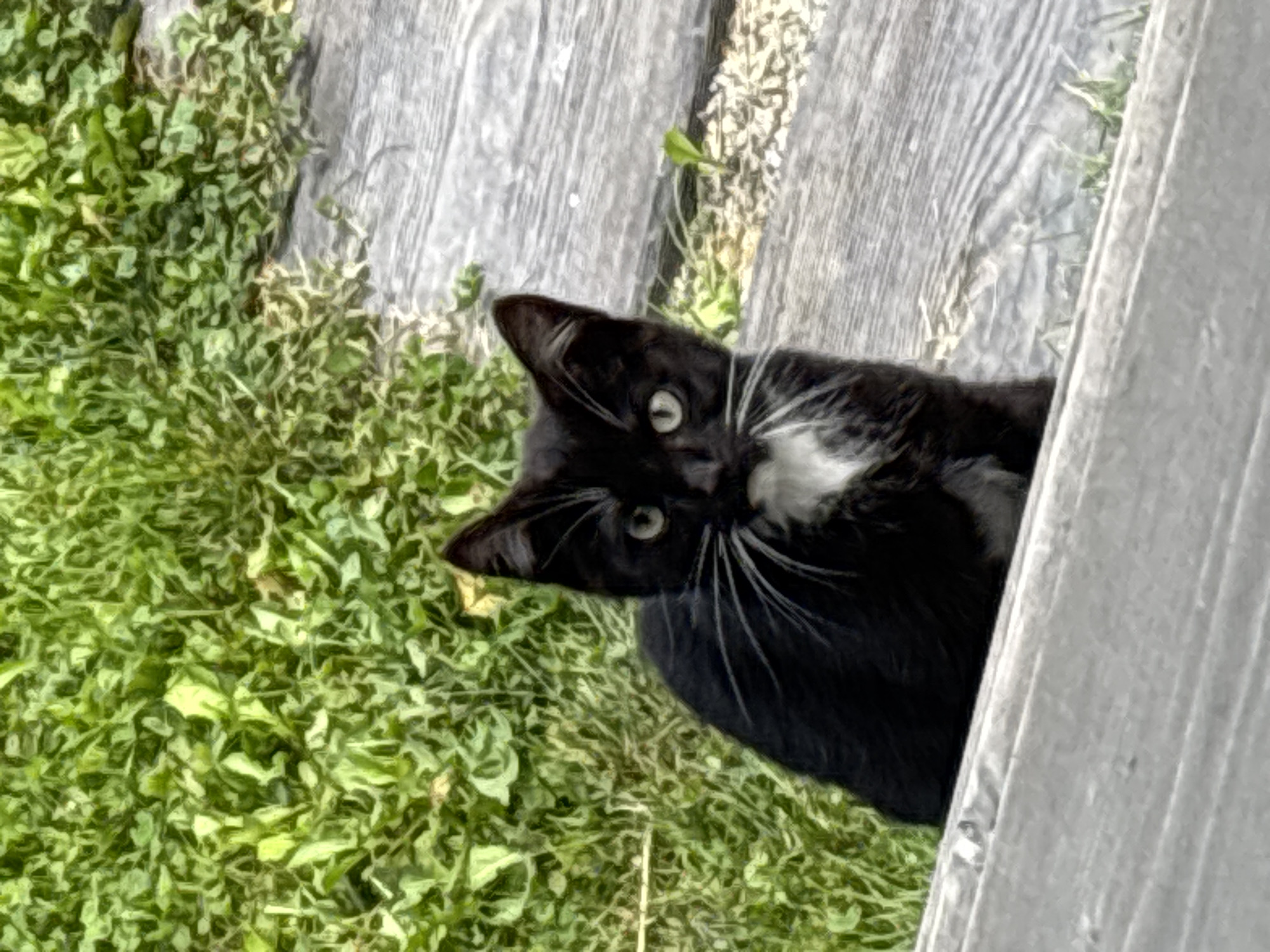 A black kitten with white markings on its chest and muzzle sits on a wooden path amidst lush green grass. The kitten is looking directly at the camera with alert, green eyes. The path is made of weathered wooden planks. The background consists of dense green foliage. No people are present in the image. The scene appears to be outdoors, likely in a garden or park setting, in the city of Zvenigorod, Russia.