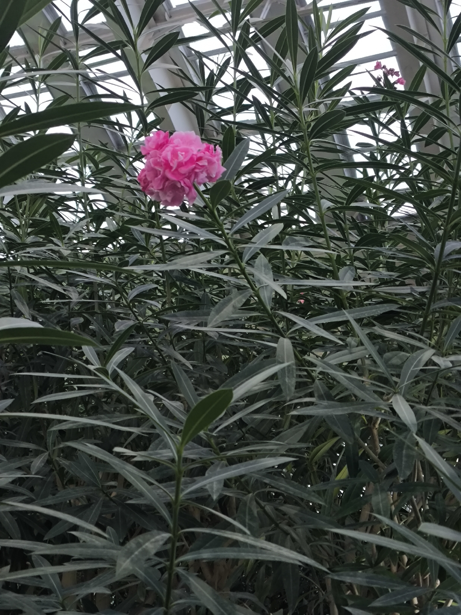 A bright pink, multi-petaled flower blooms in the center of the frame, surrounded by a dense thicket of dark green, elongated leaves. The leaves form a lush canopy, with some appearing slightly grey or silver due to lighting. Above the foliage, a white, geometric structure, likely a greenhouse roof, is visible against a bright sky. Faintly, in the upper right quadrant, a few smaller pink flowers are scattered amongst the leaves. The overall impression is that of a botanical garden or greenhouse setting, possibly within the city of Temirtau, Kazakhstan, given the context of its location.